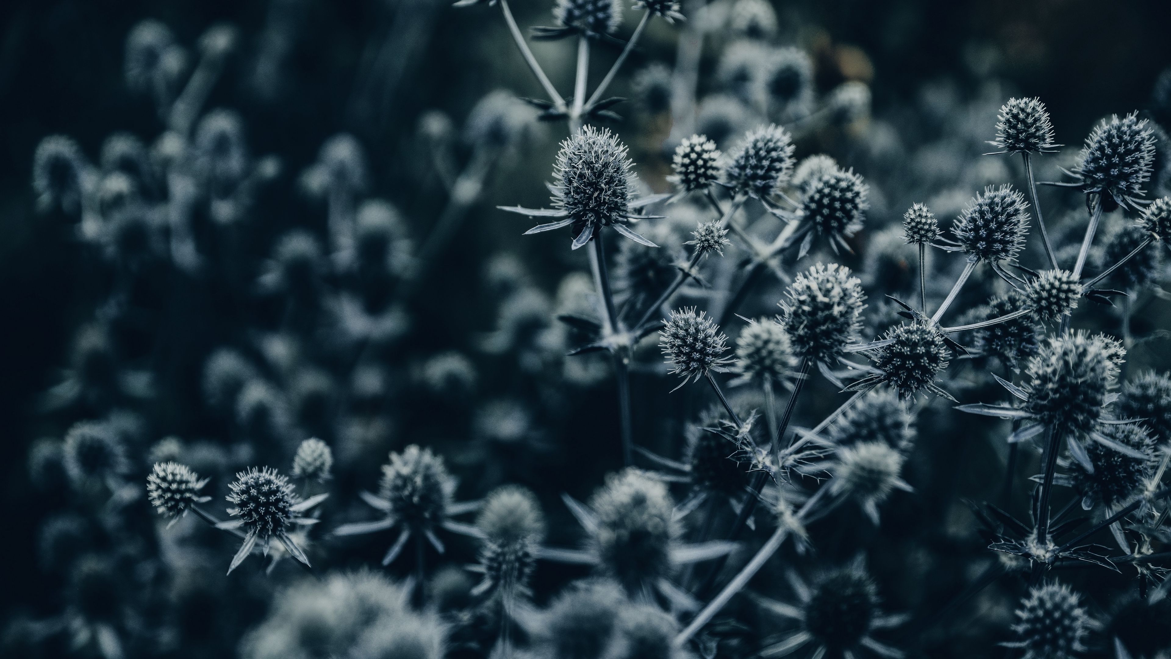 flowers, spines, macro, gray, 4k, HD Wallpaper