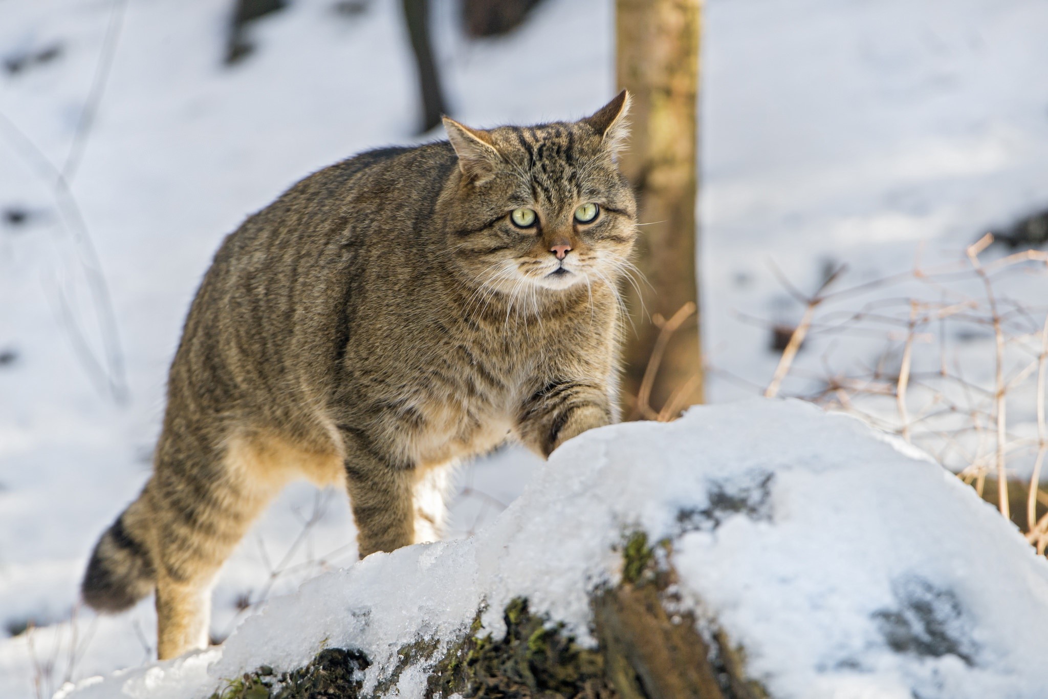 cats, snow, winter, animals, HD Wallpaper