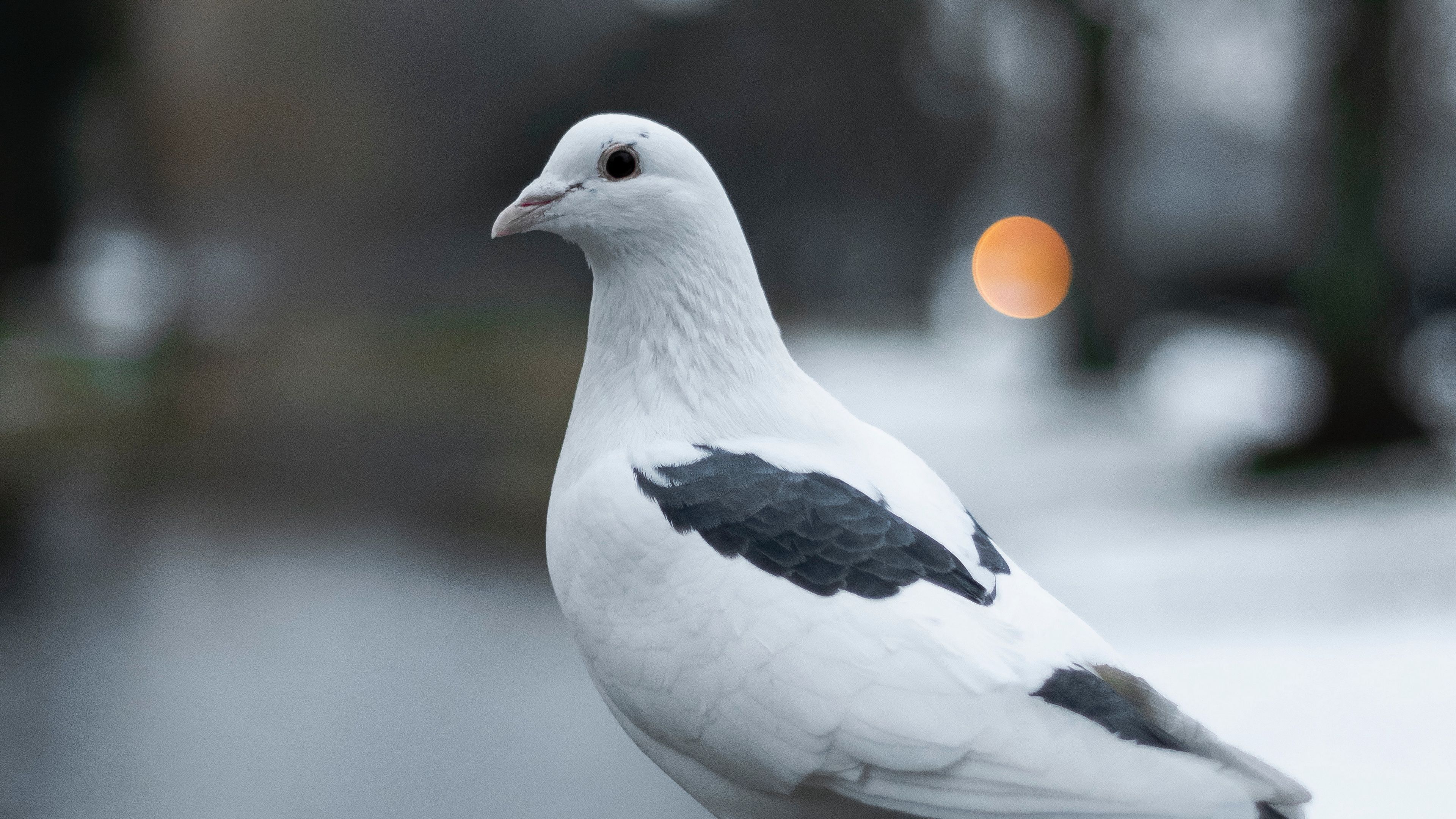 pigeon, bird, white, blur, 4k, HD Wallpaper
