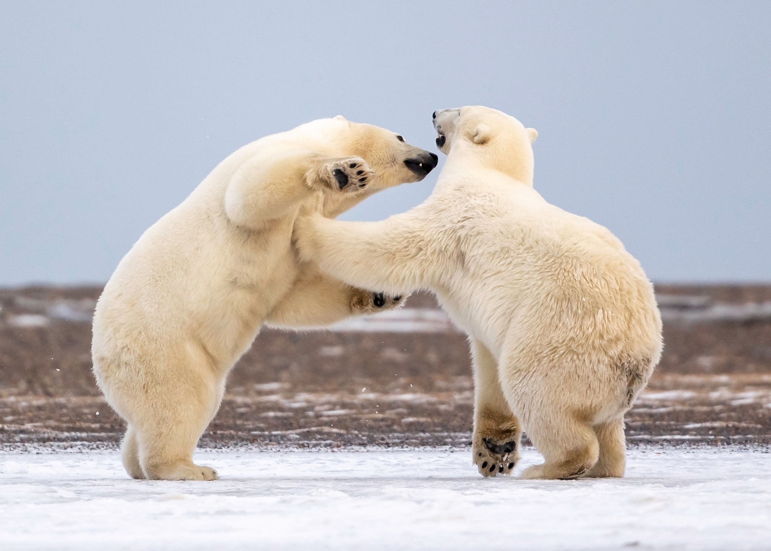 bears, polar bears, animals, mammals, HD Wallpaper