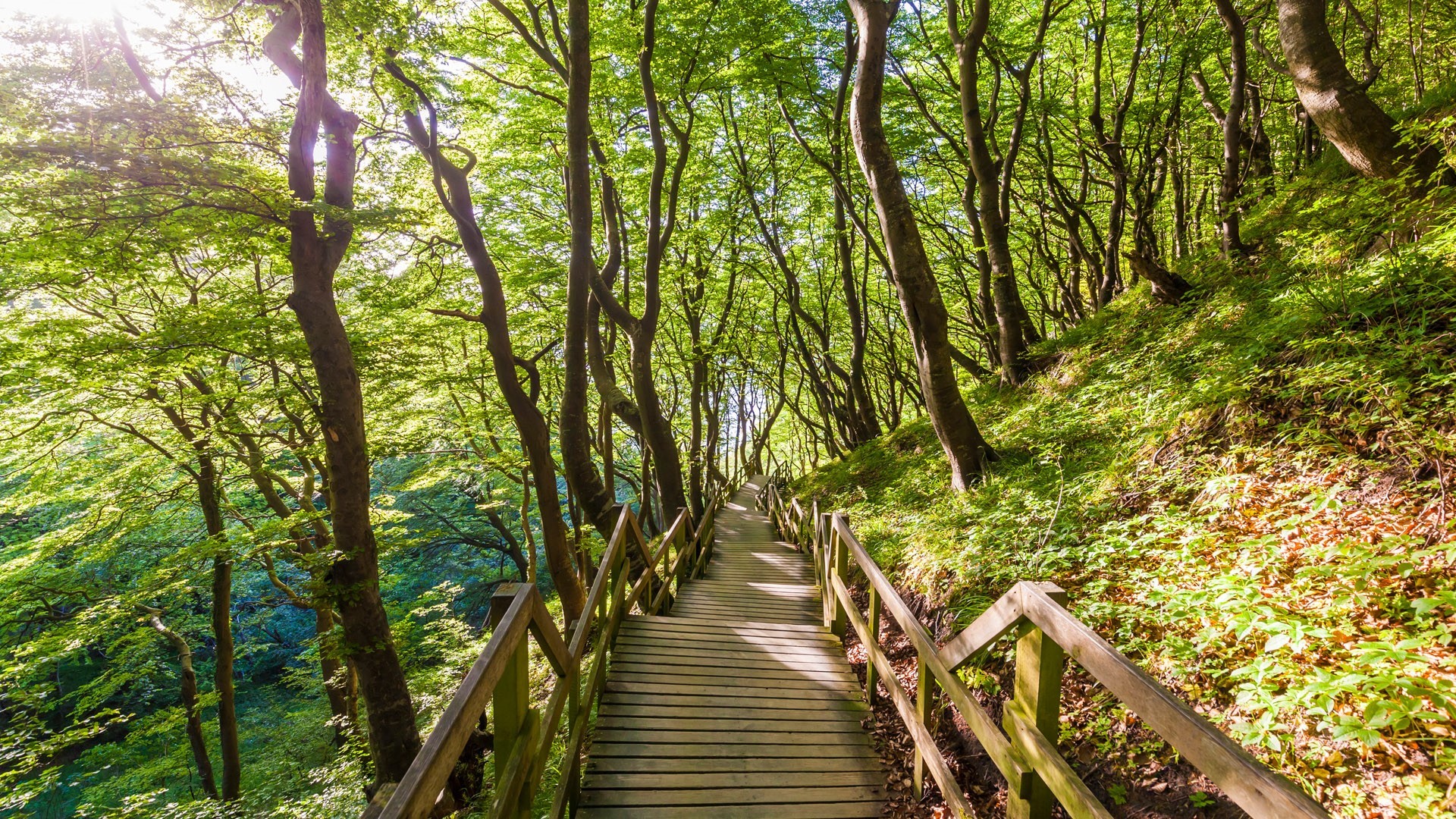 nature, landscape, trees, forest, plants, leaves, sun rays, tropical, wooden walkway, walkway, Denmark, HD Wallpaper