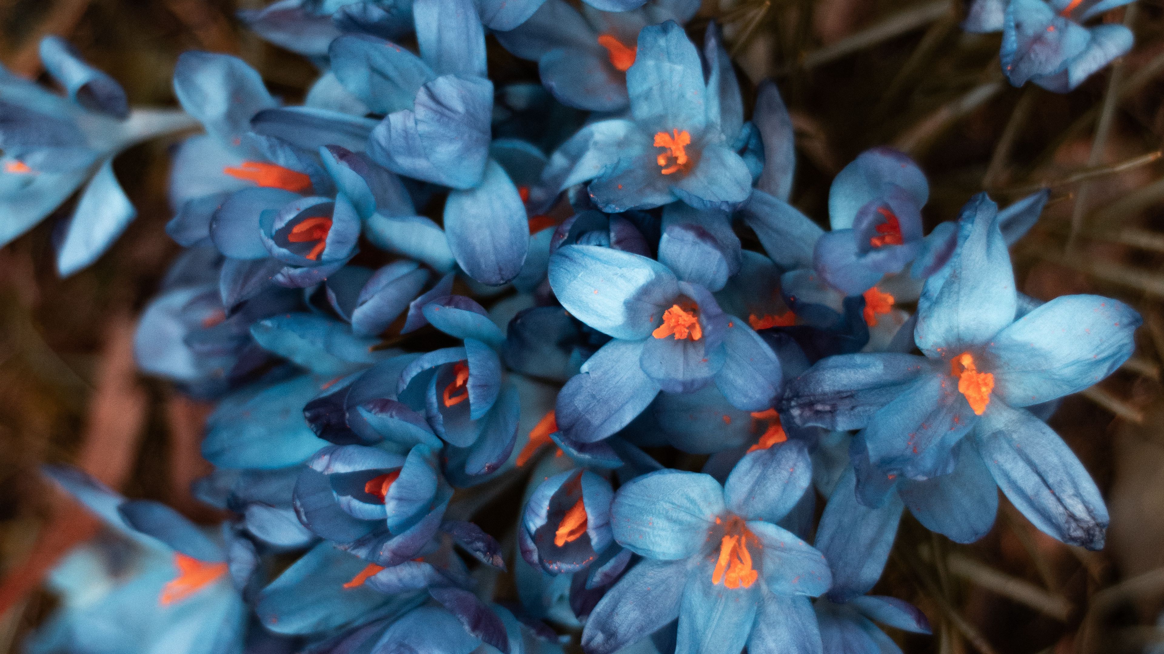 flowers, bloom, blur, petals, flower bed, 4k, HD Wallpaper