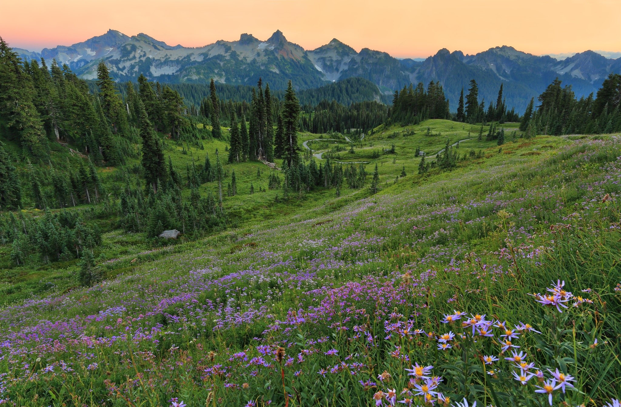 landscape, mountains, flowers, forest, trees, sky, HD Wallpaper
