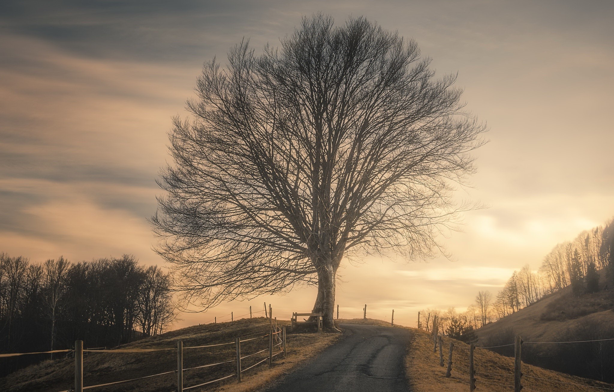 sky, trees, sunlight, outdoors, HD Wallpaper