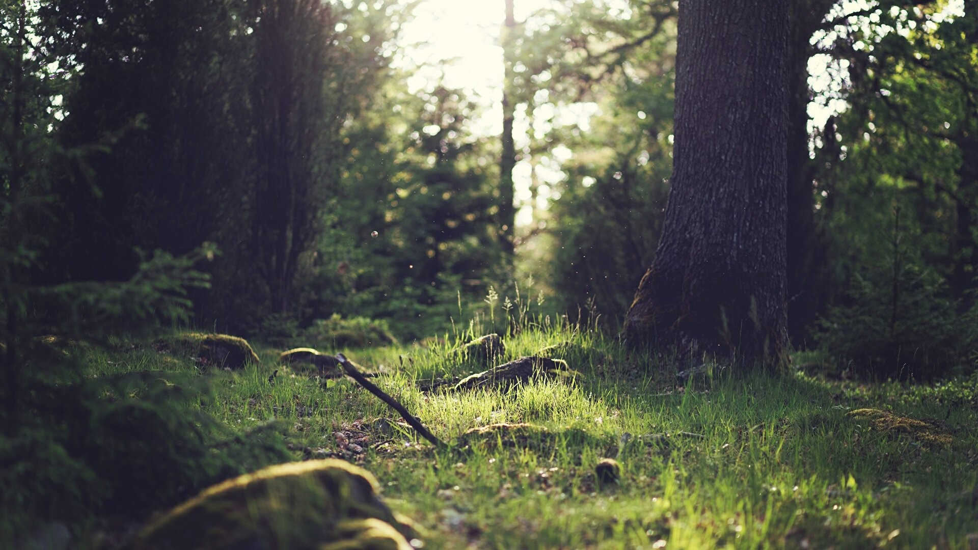 nature, forest, trees, grass, HD Wallpaper