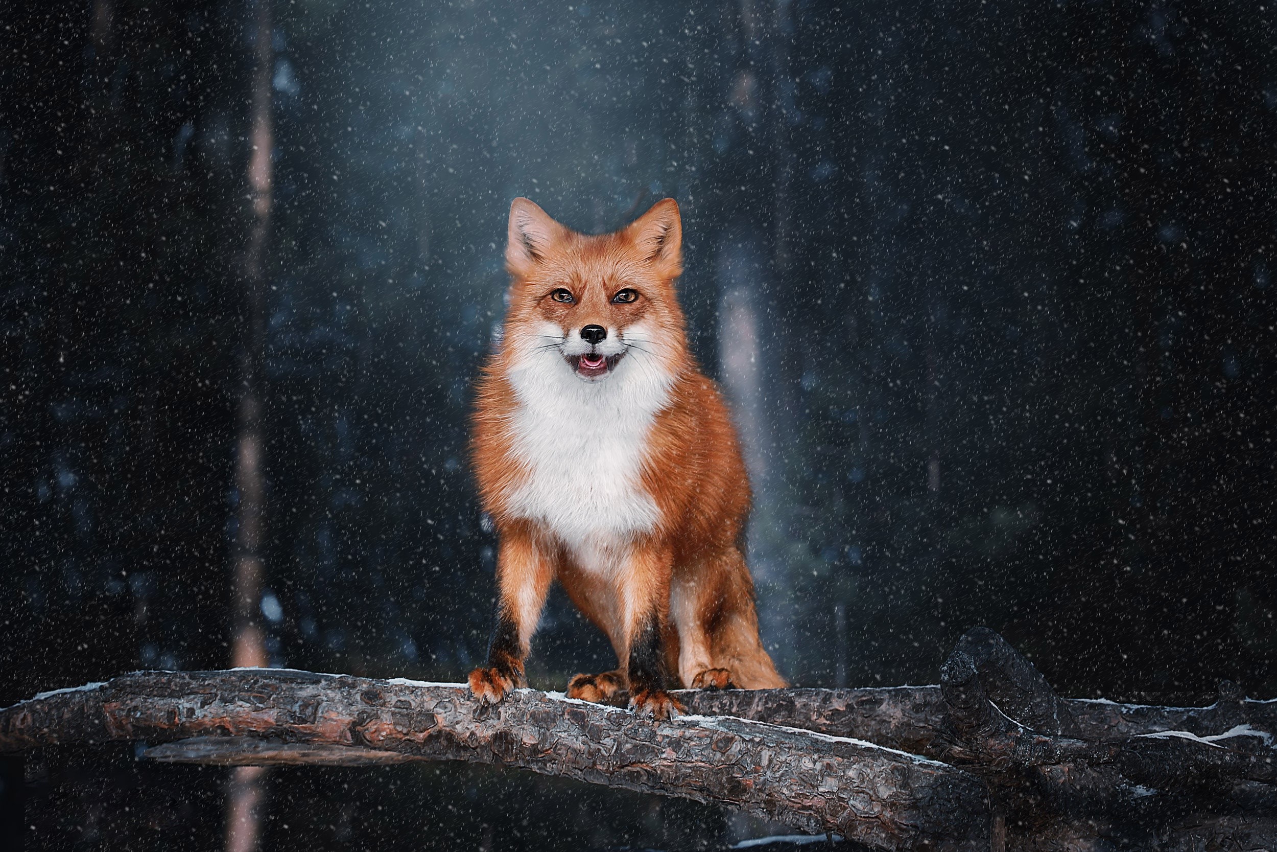 animals, mammals, fox, HD Wallpaper