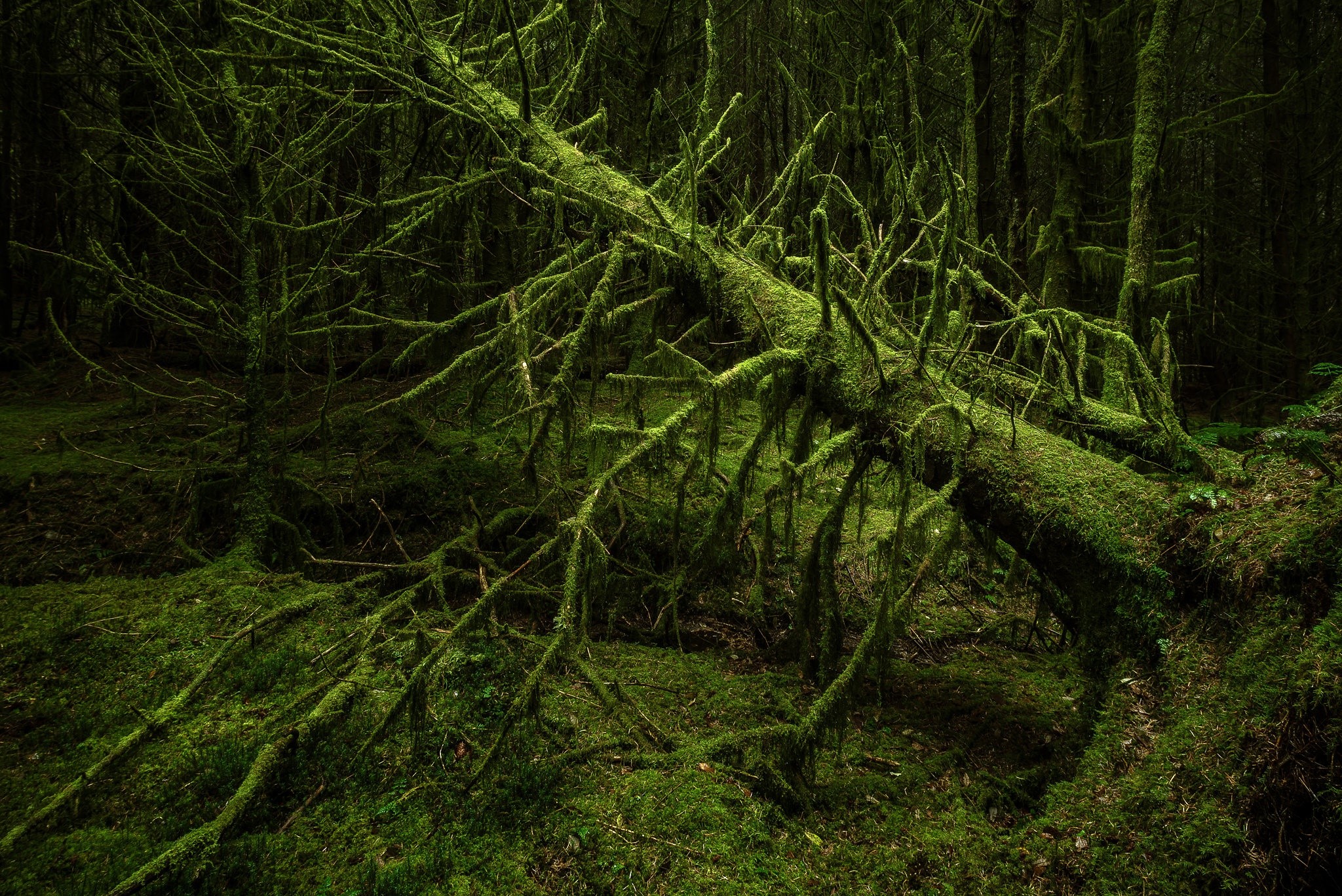 green, nature, wood, trees, HD Wallpaper