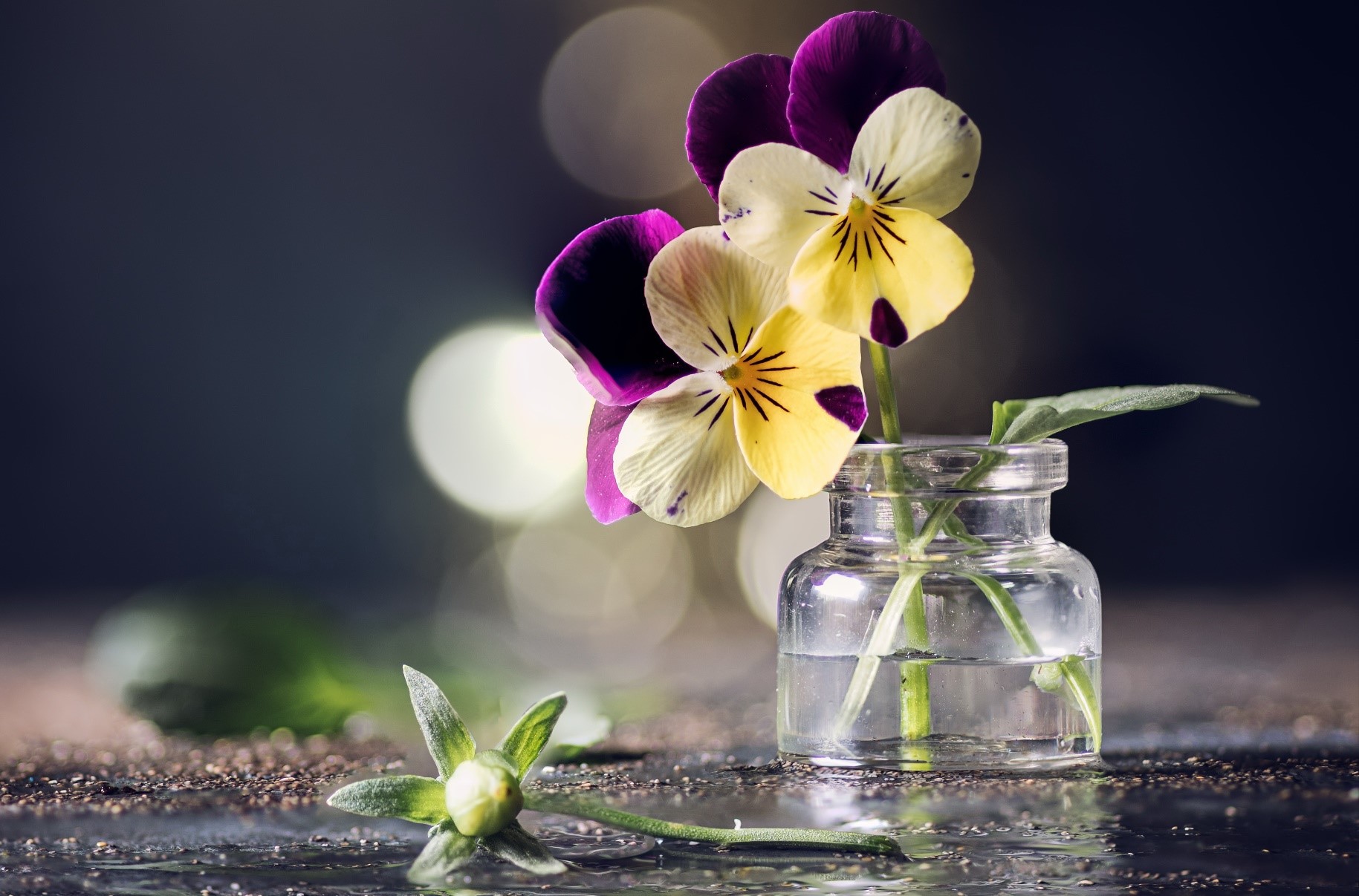 colorful, plants, flowers, bottles, macro, vibrant, HD Wallpaper