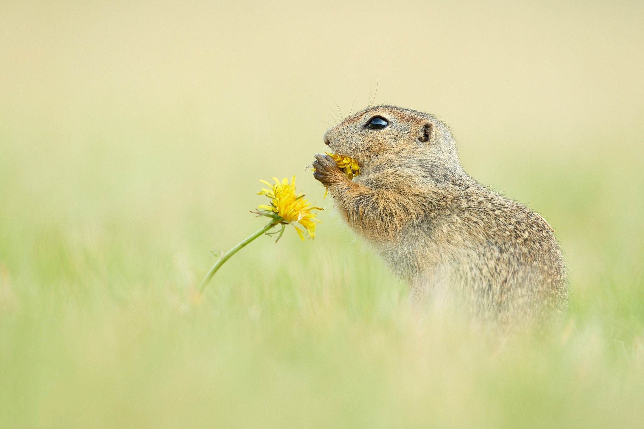 Ground squirrel, grass, flowers, animals, mammals, nature, HD Wallpaper