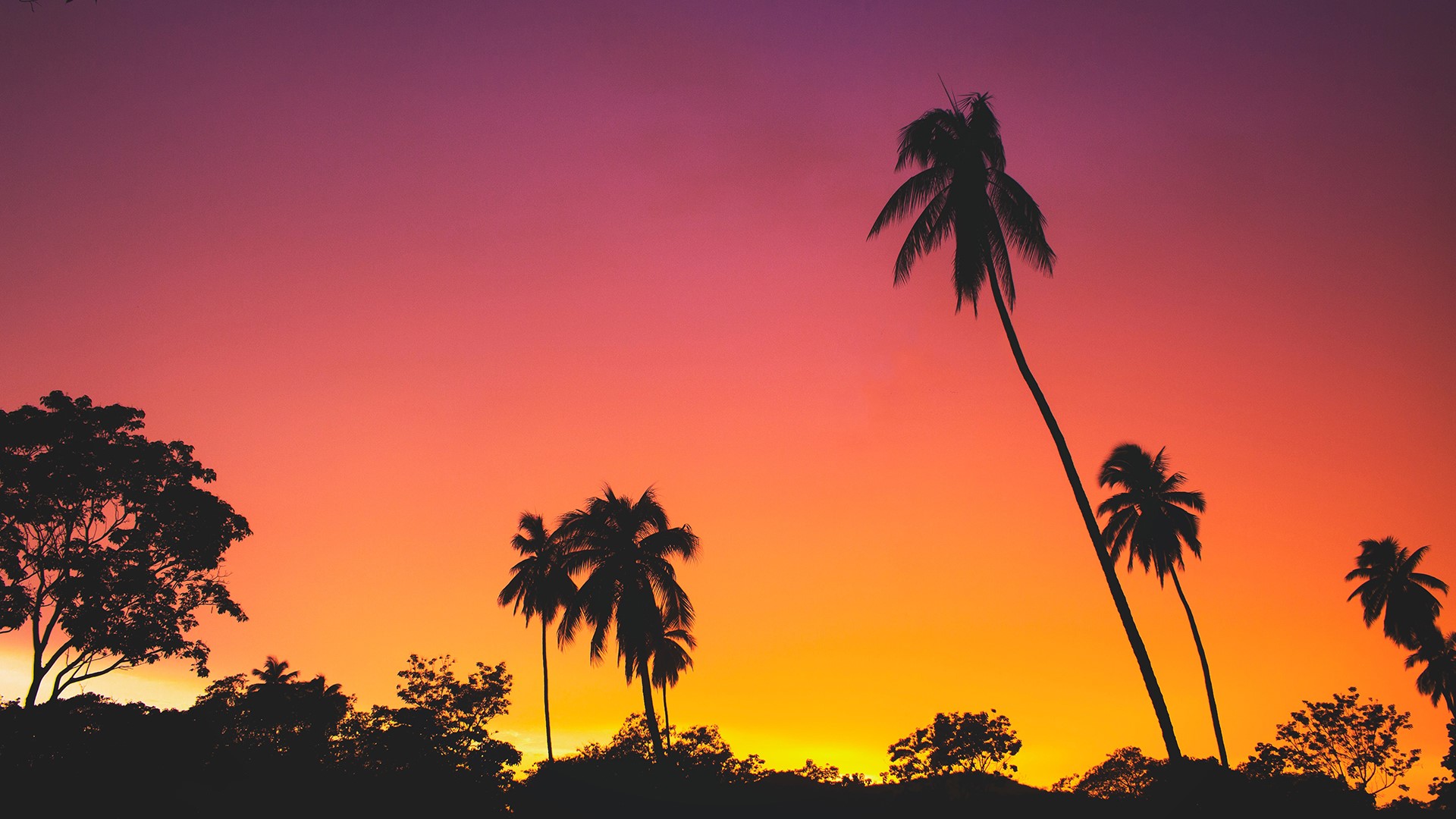 silhouette, sunset, low-angle, HD Wallpaper