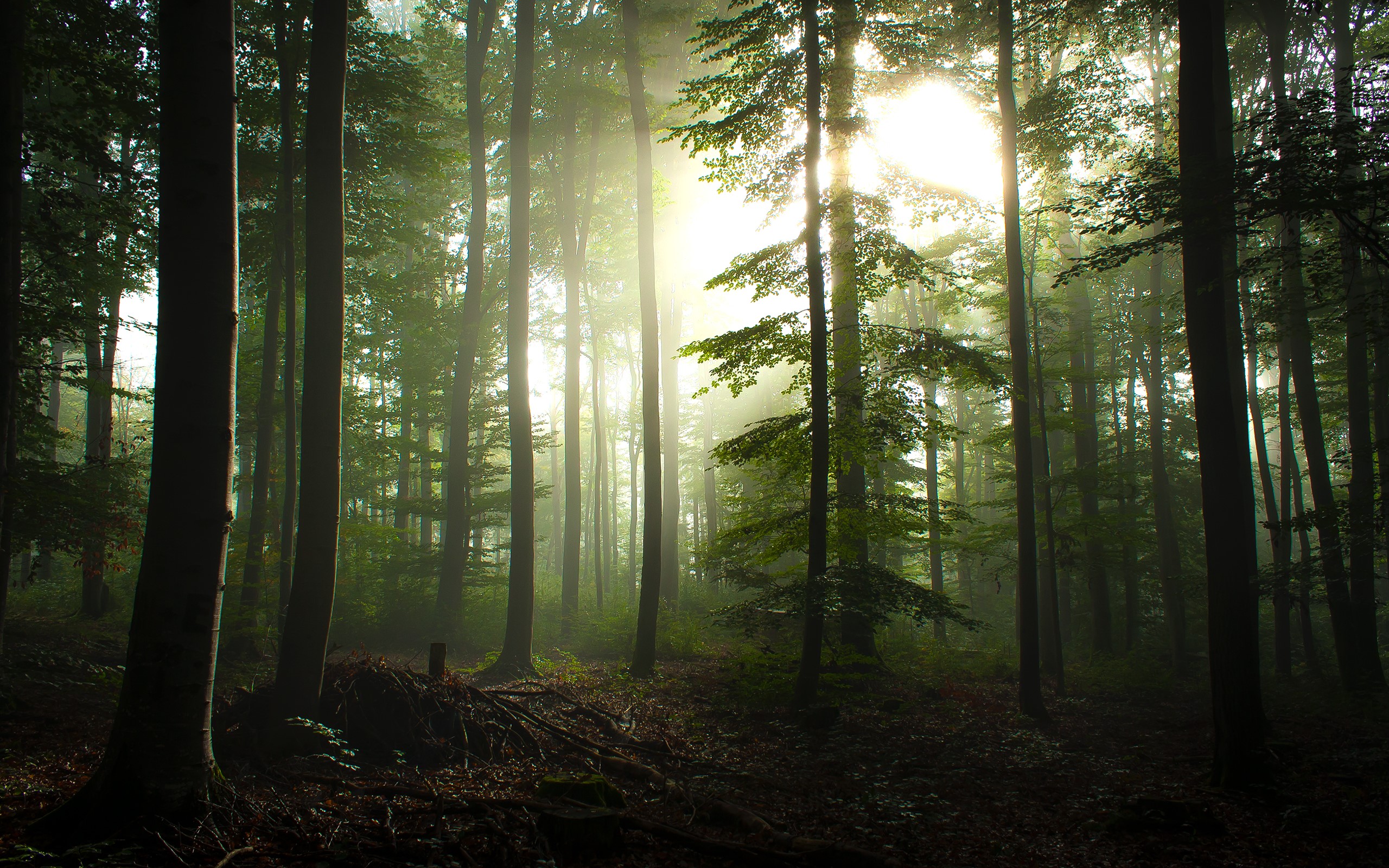 forest, pine trees, trees, nature, HD Wallpaper
