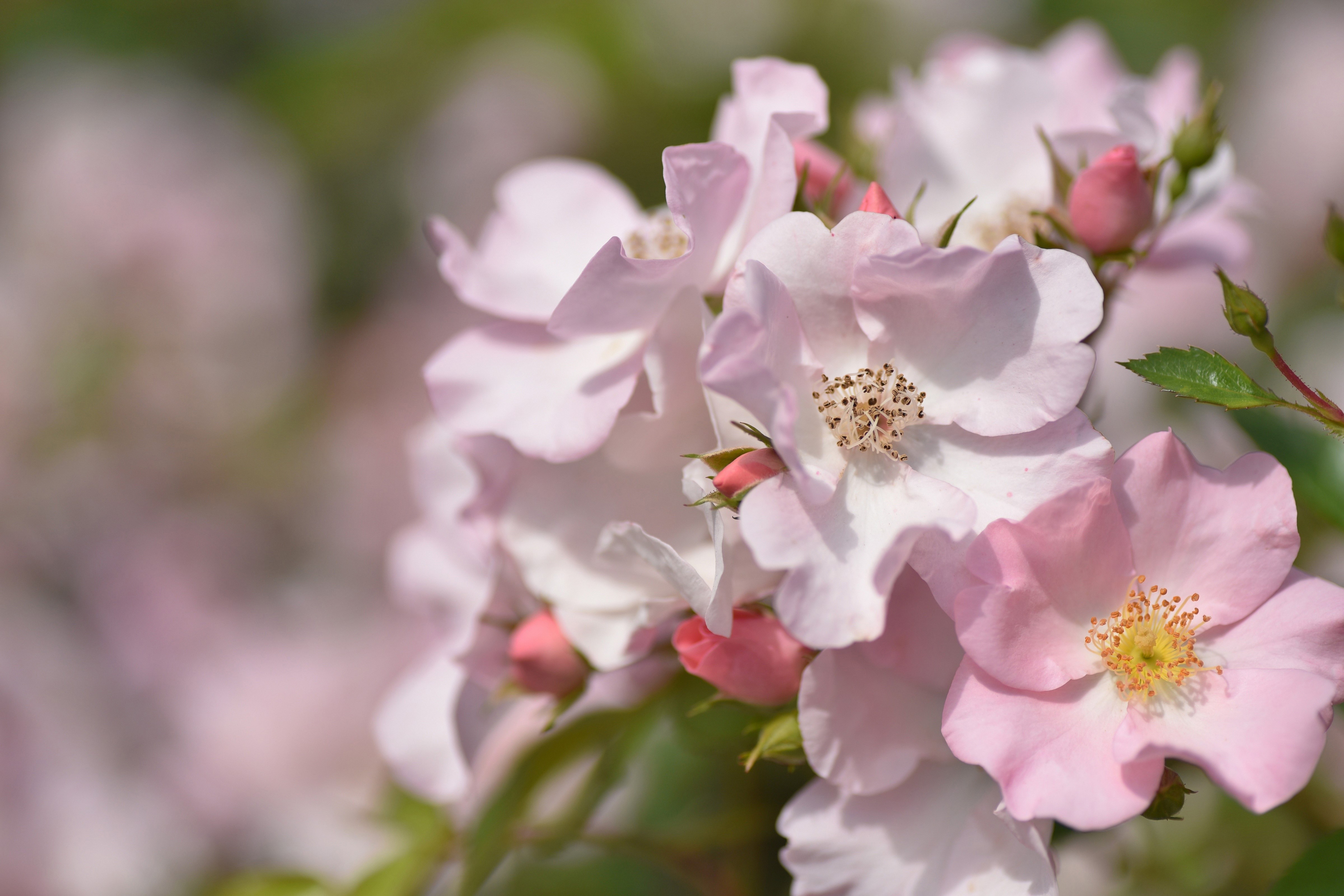 flowers, colorful, plants, HD Wallpaper