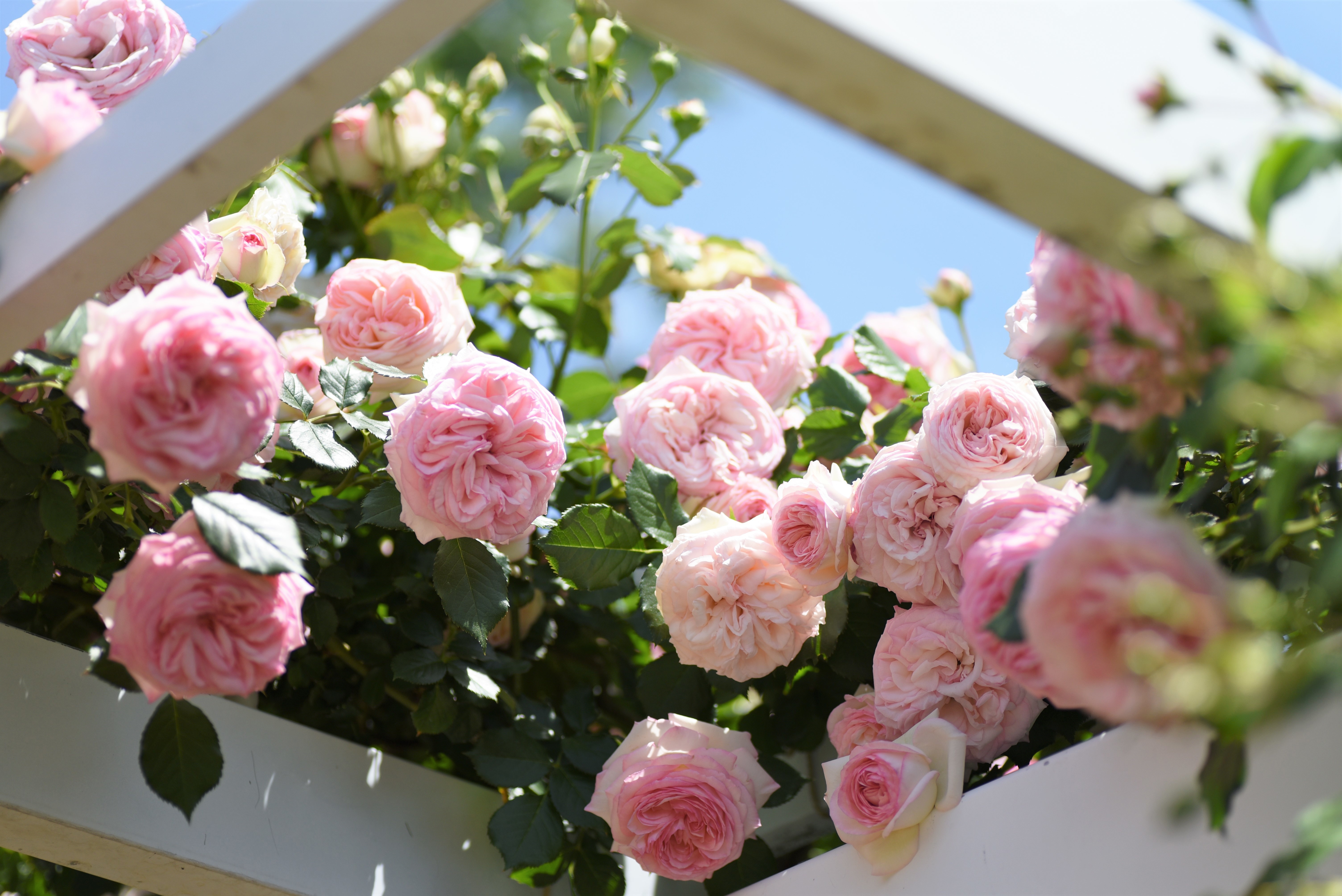 flowers, colorful, rose, HD Wallpaper