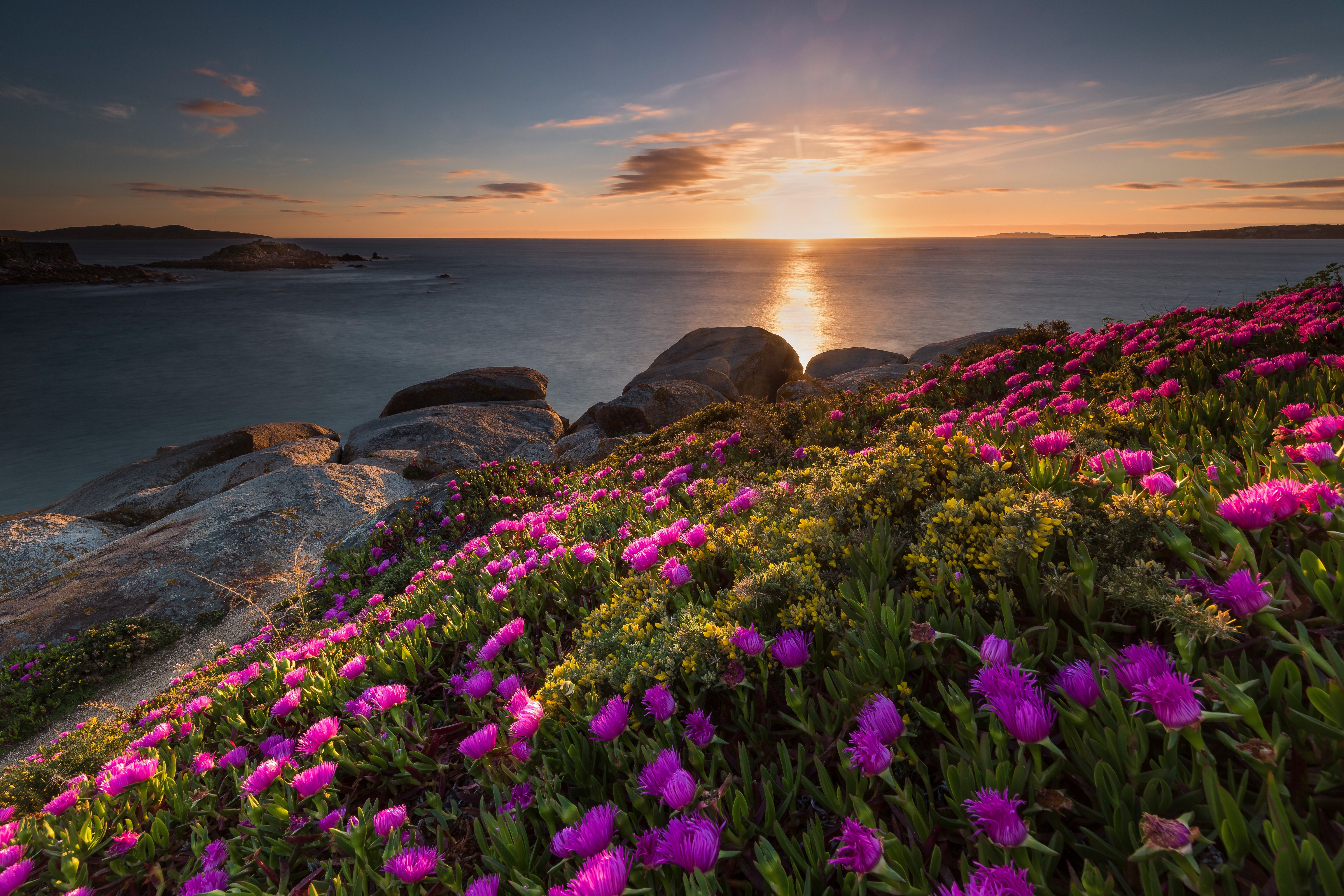 flowers, grass, colorful, landscape, HD Wallpaper