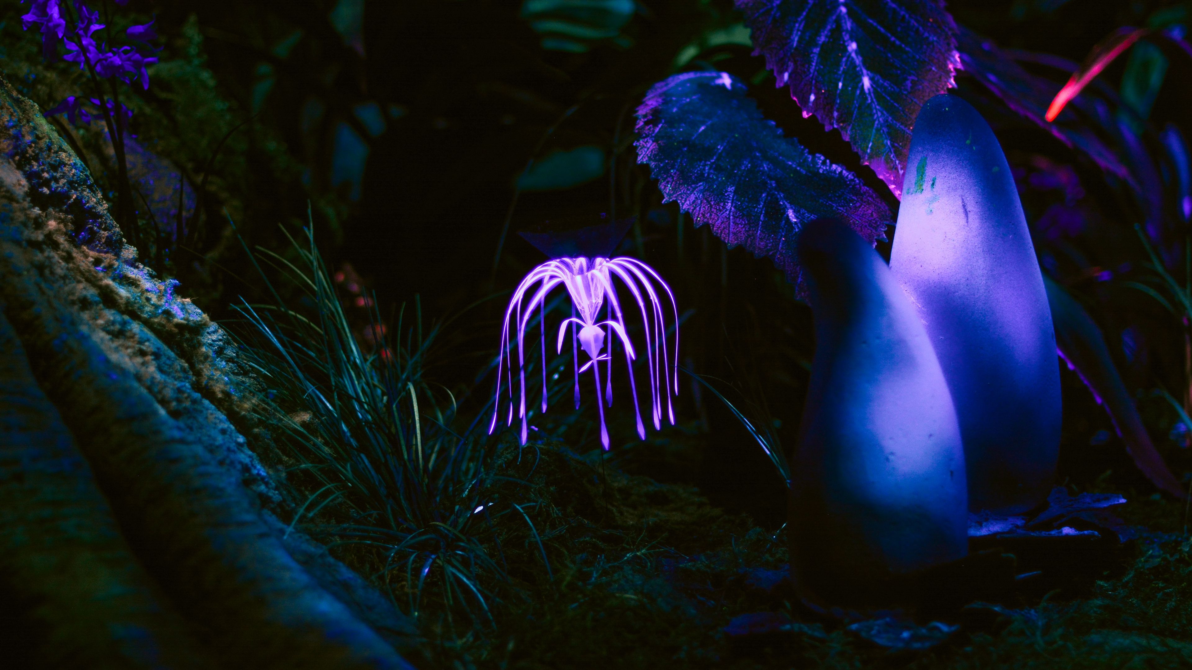 plant, glow, dark, 4k, HD Wallpaper