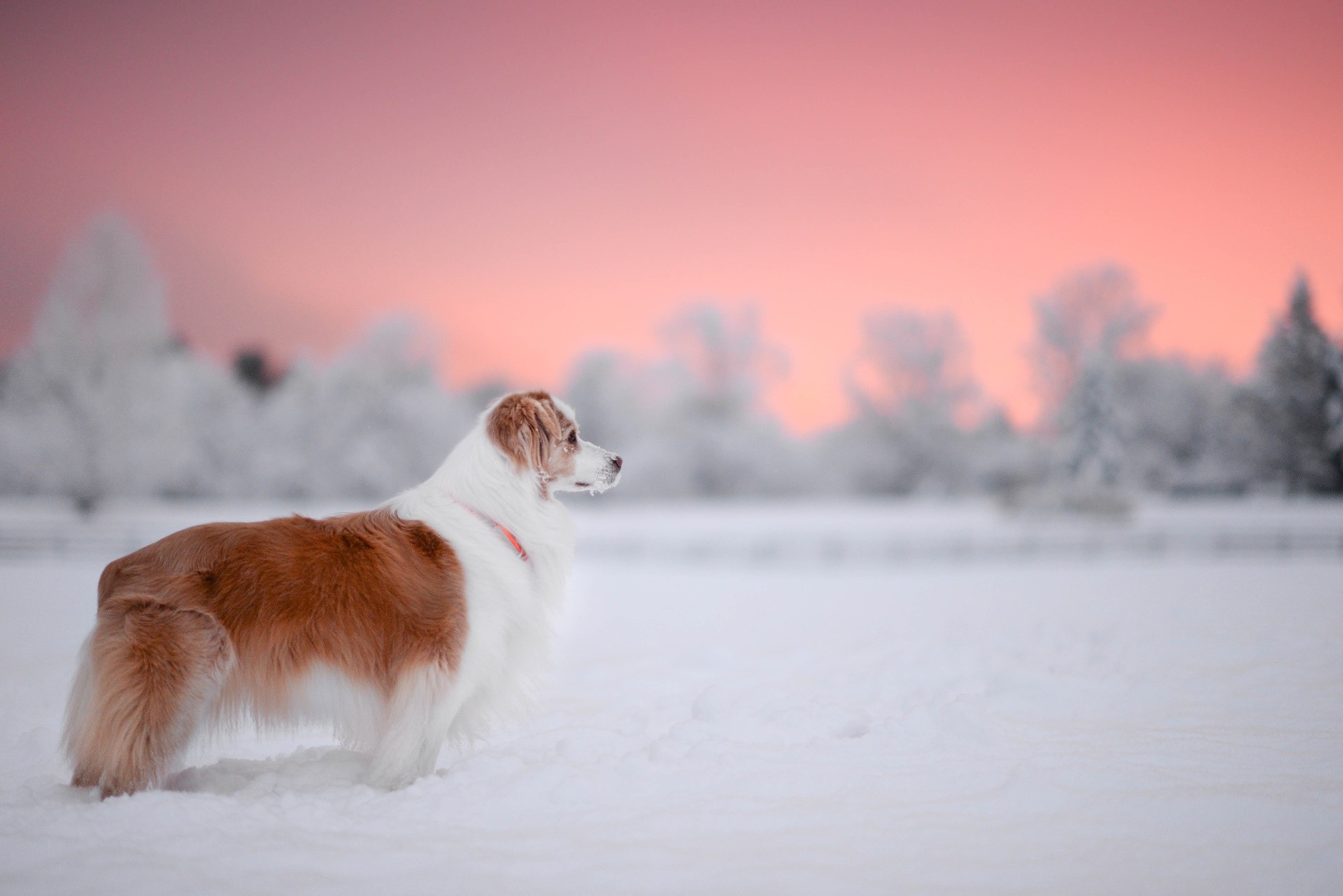 dog, animals, mammals, nature, snow, HD Wallpaper