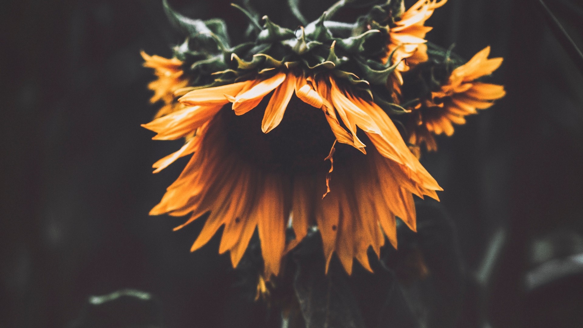 nature, flowers, sunflowers, HD Wallpaper