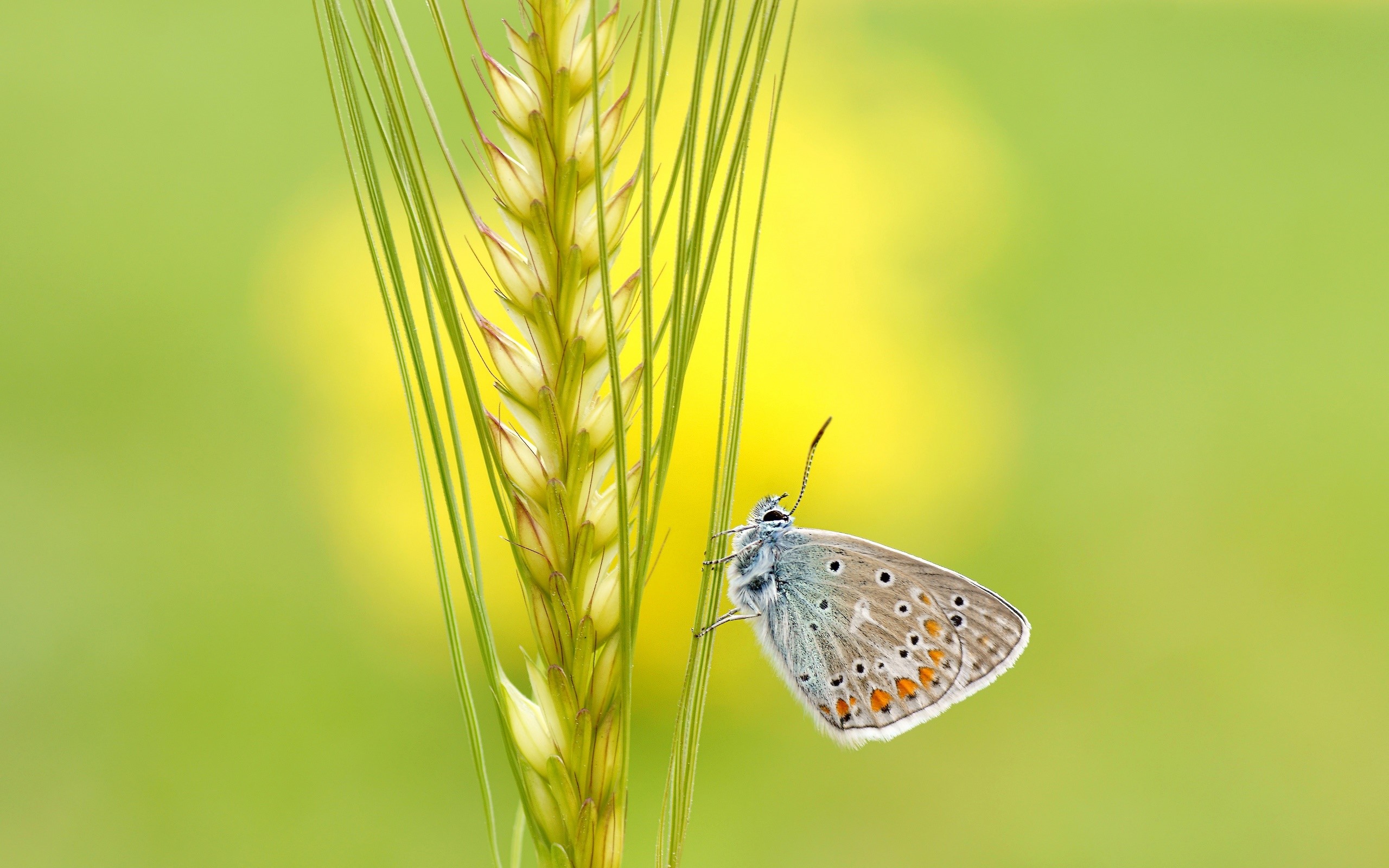 plants, macro, green, animals, butterfly, insect, HD Wallpaper