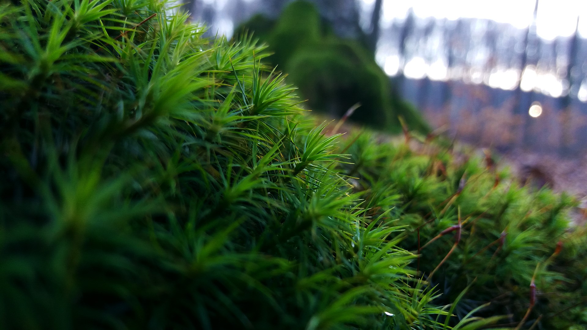 nature, macro, bokeh, plants, moss, trees, HD Wallpaper