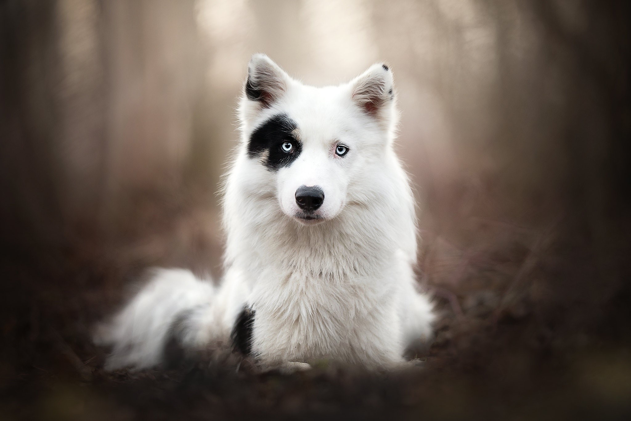 dog, animals, outdoors, mammals, HD Wallpaper