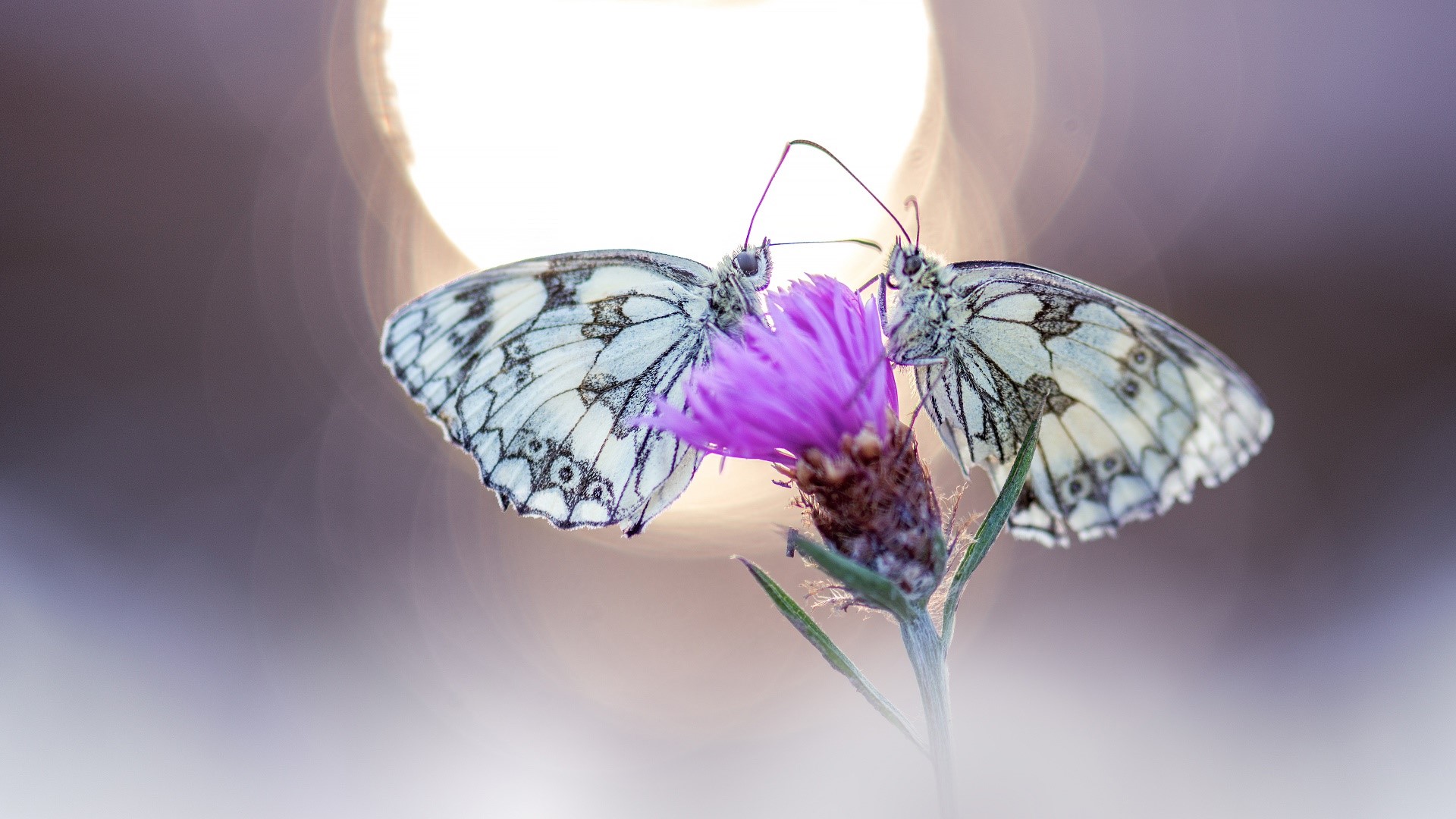 plants, insect, flowers, animals, butterfly, HD Wallpaper
