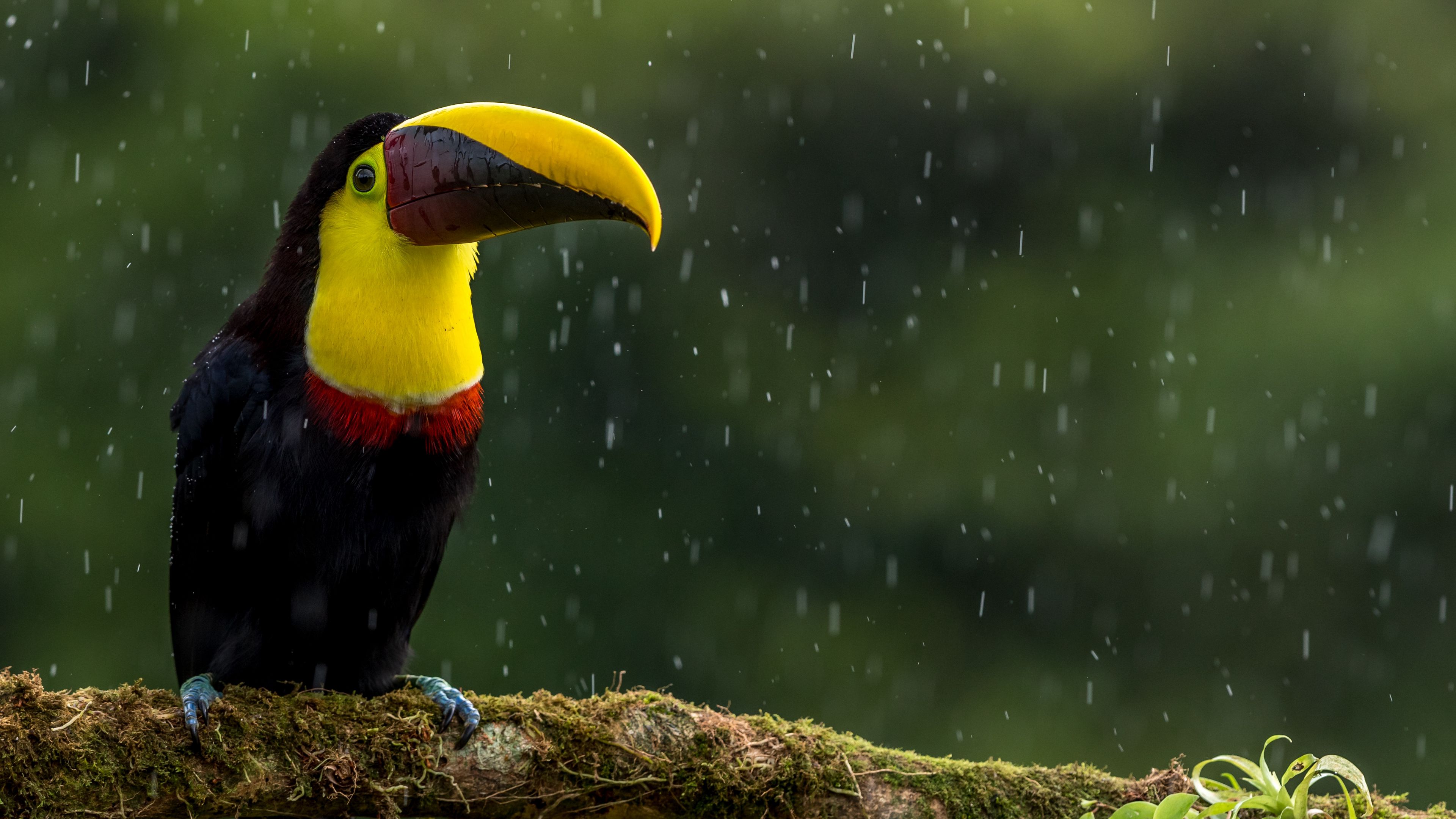 toucan, bird, beak, color, branch, exotic, 4k, HD Wallpaper