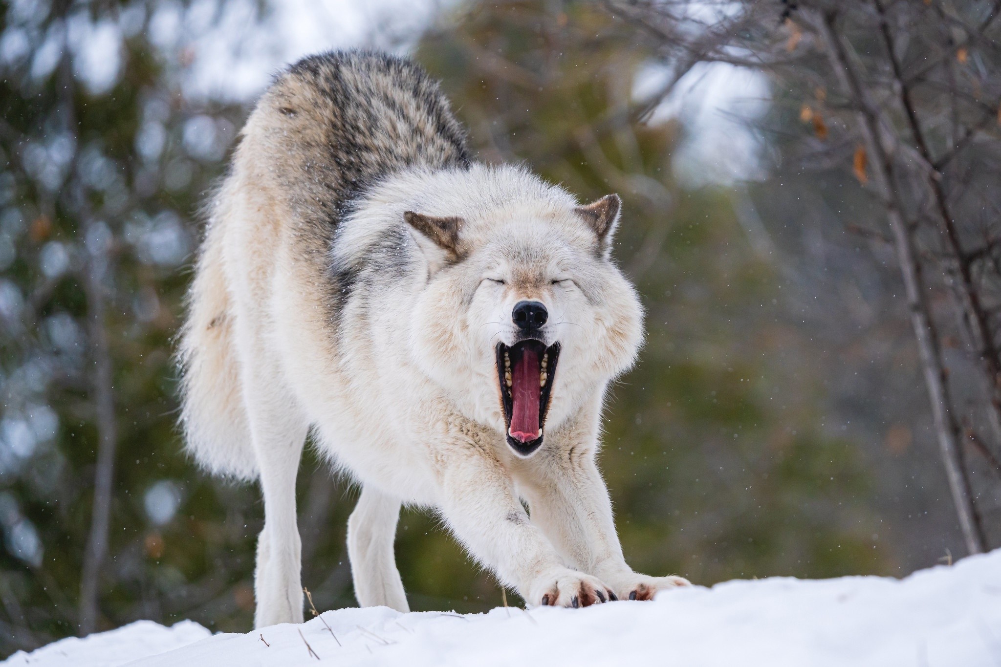 wolf, cold, snow, animals, mammals, HD Wallpaper