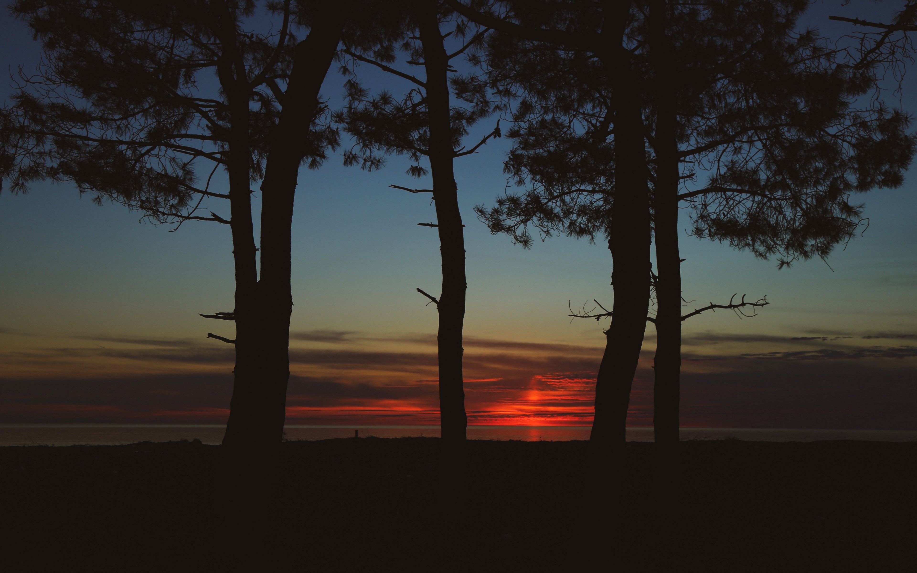 trees, dark, Twilight, sunset, silhouette, HD Wallpaper