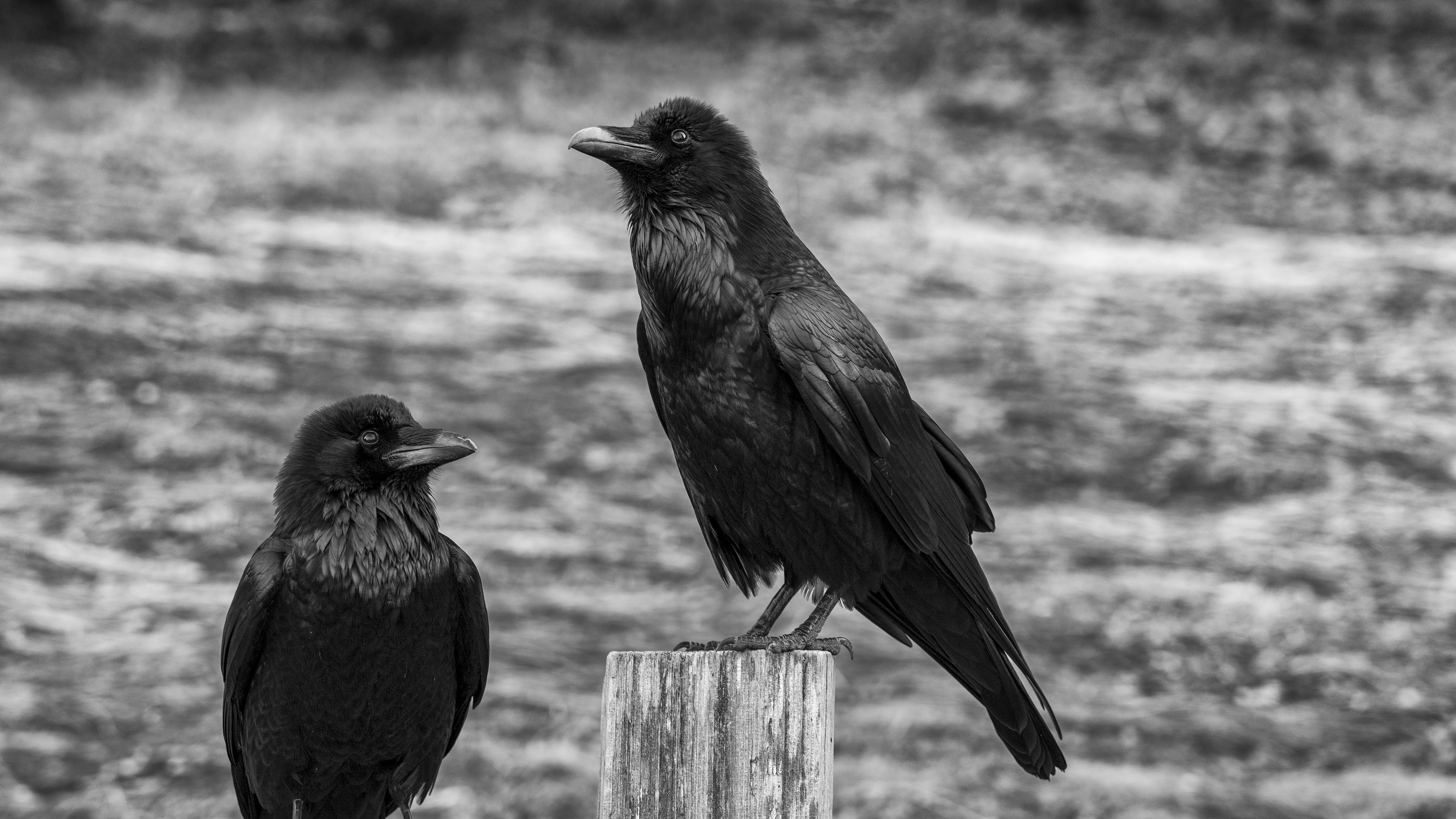 raven, birds, animals, monochrome, HD Wallpaper