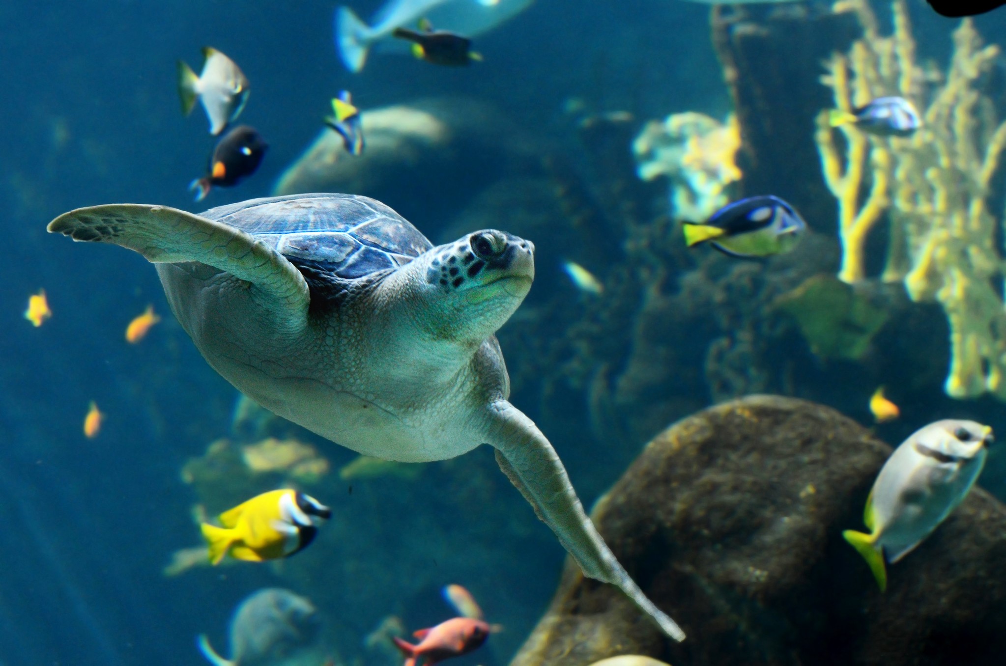 turtle, fish, sea, HD Wallpaper