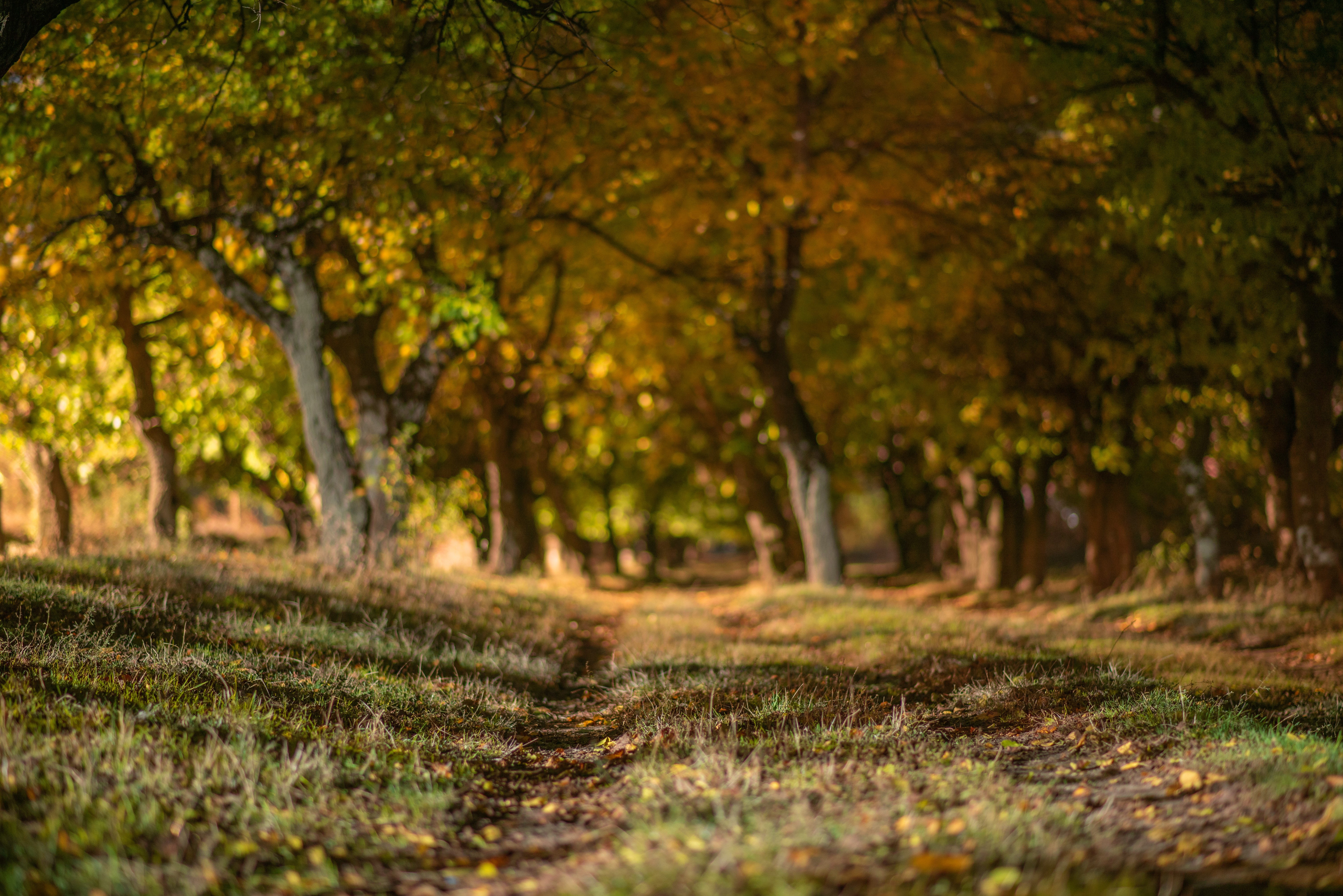 forest, fall, depth of field, yellow, grass, HD Wallpaper