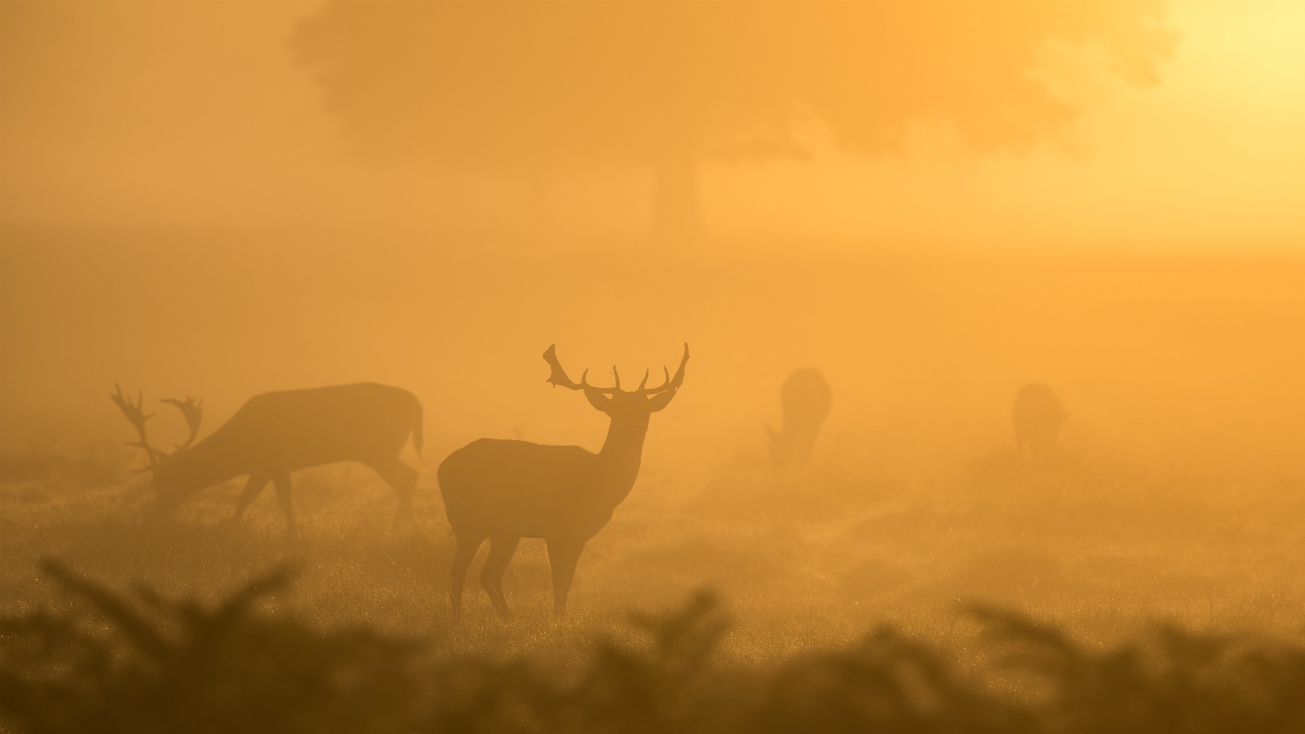 deer, animals, nature, mist, photography, HD Wallpaper