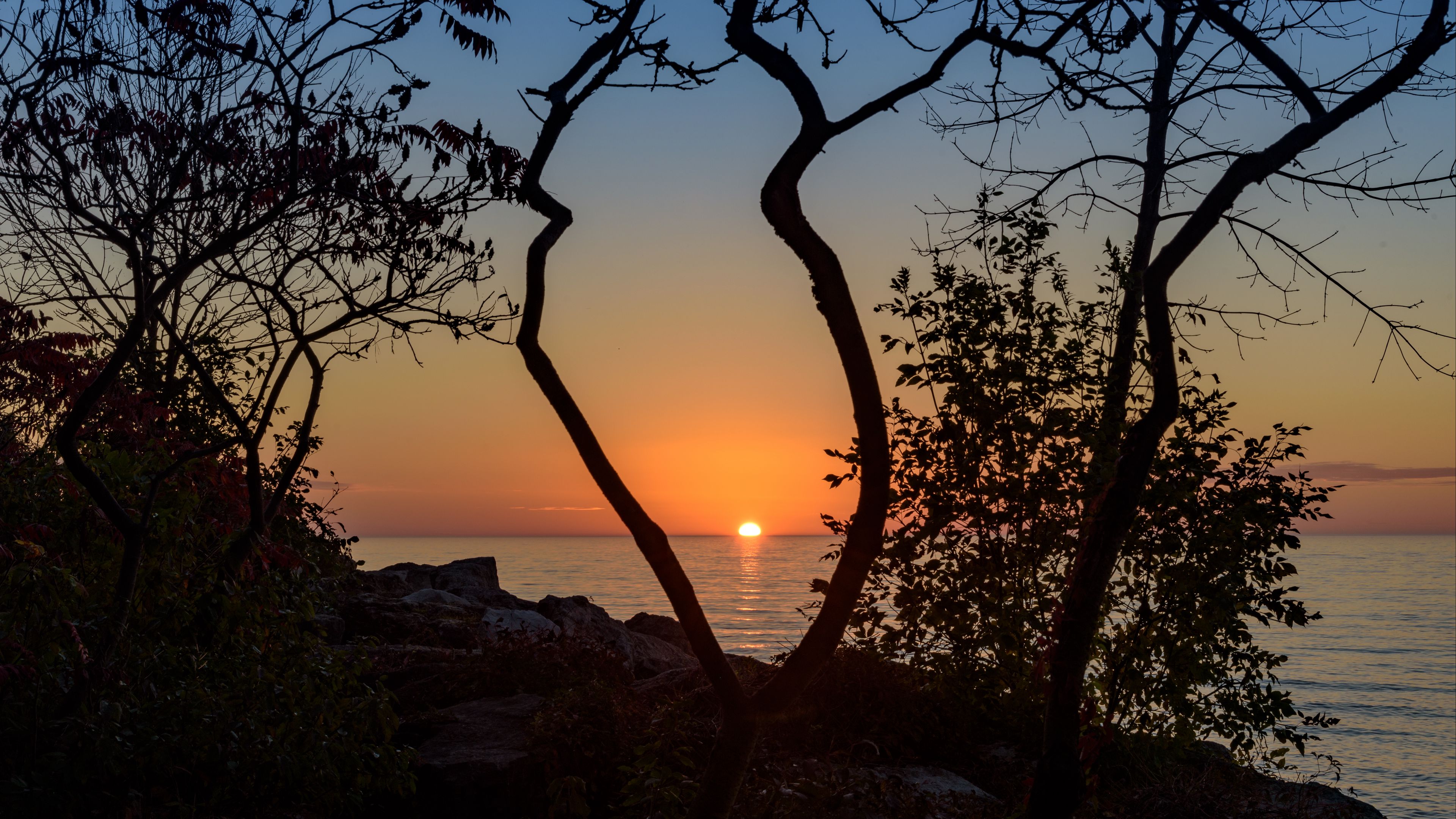 sea, sunset, branches, sun, horizon, 4k, HD Wallpaper