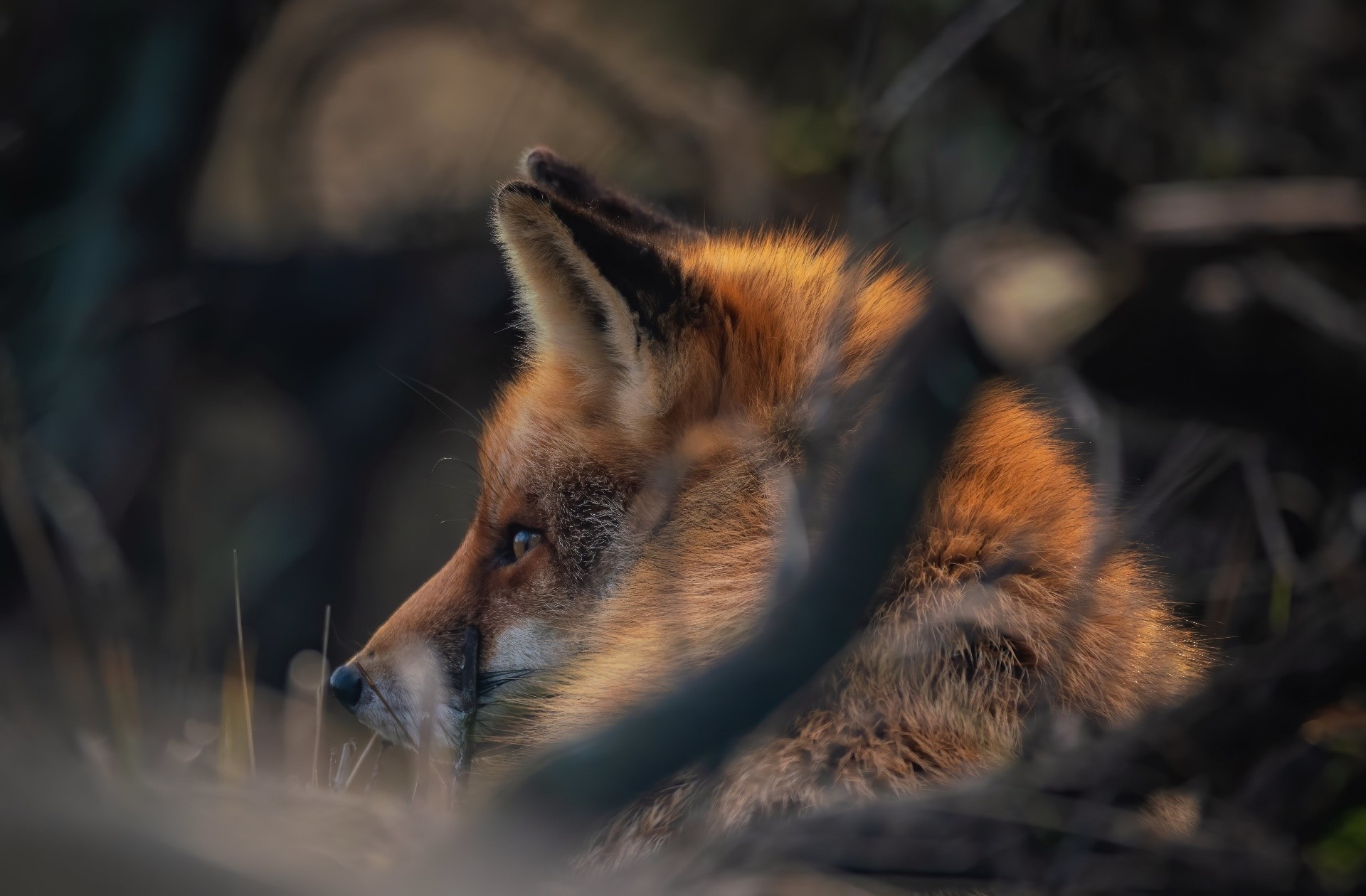 fox, mammals, animals, HD Wallpaper