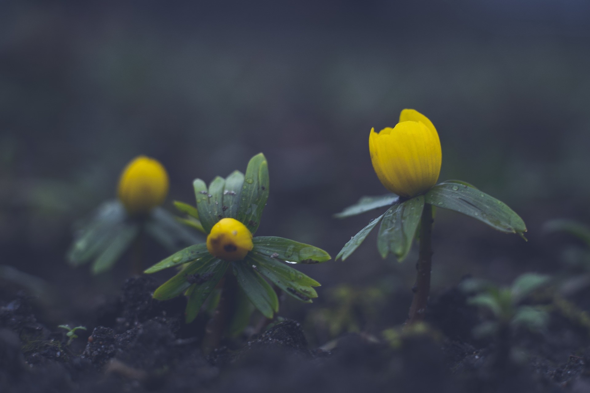 outdoors, yellow flowers, flowers, plants, HD Wallpaper