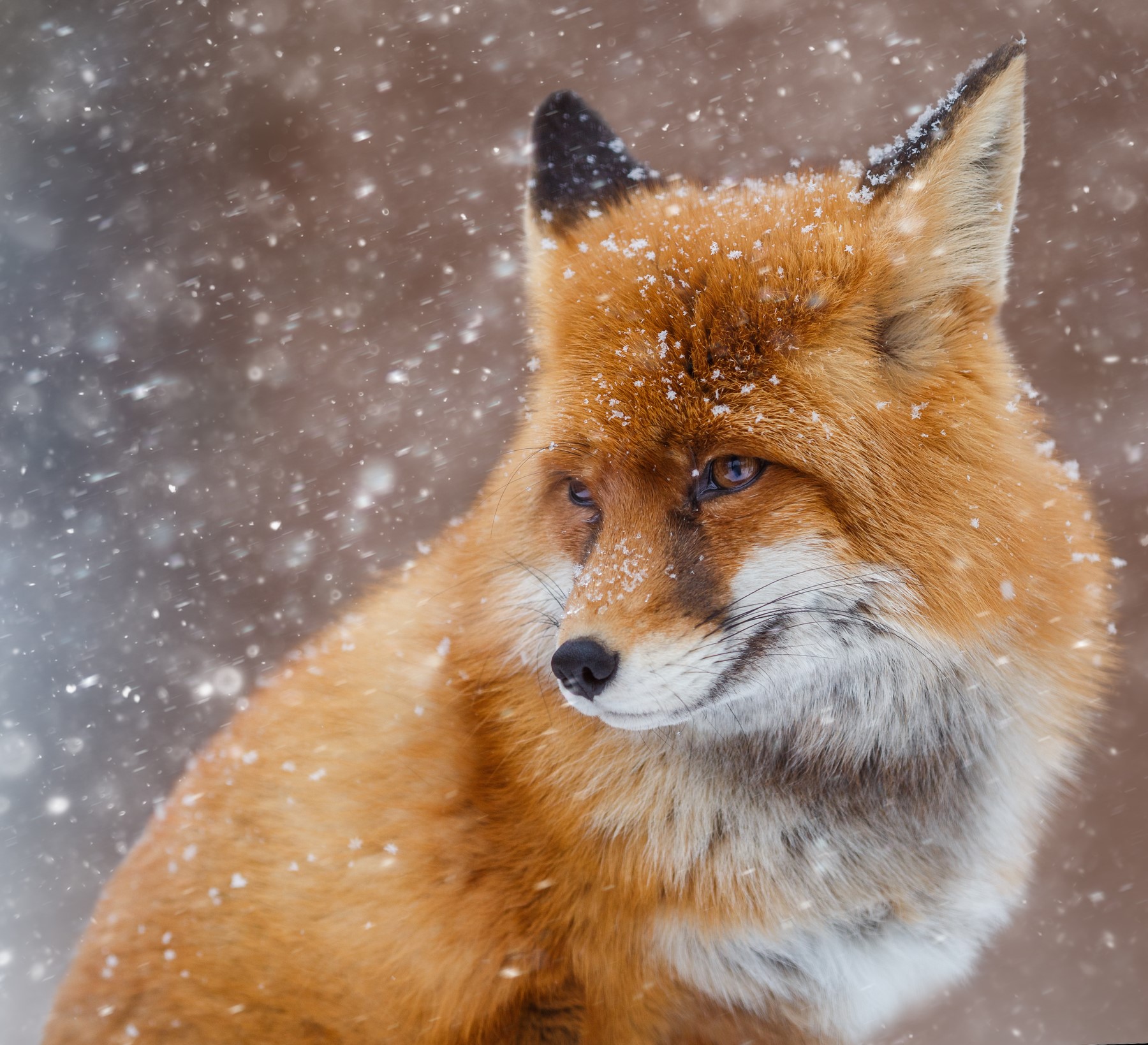 animals, fox, nature, red, fur, winter, depth of field, HD Wallpaper