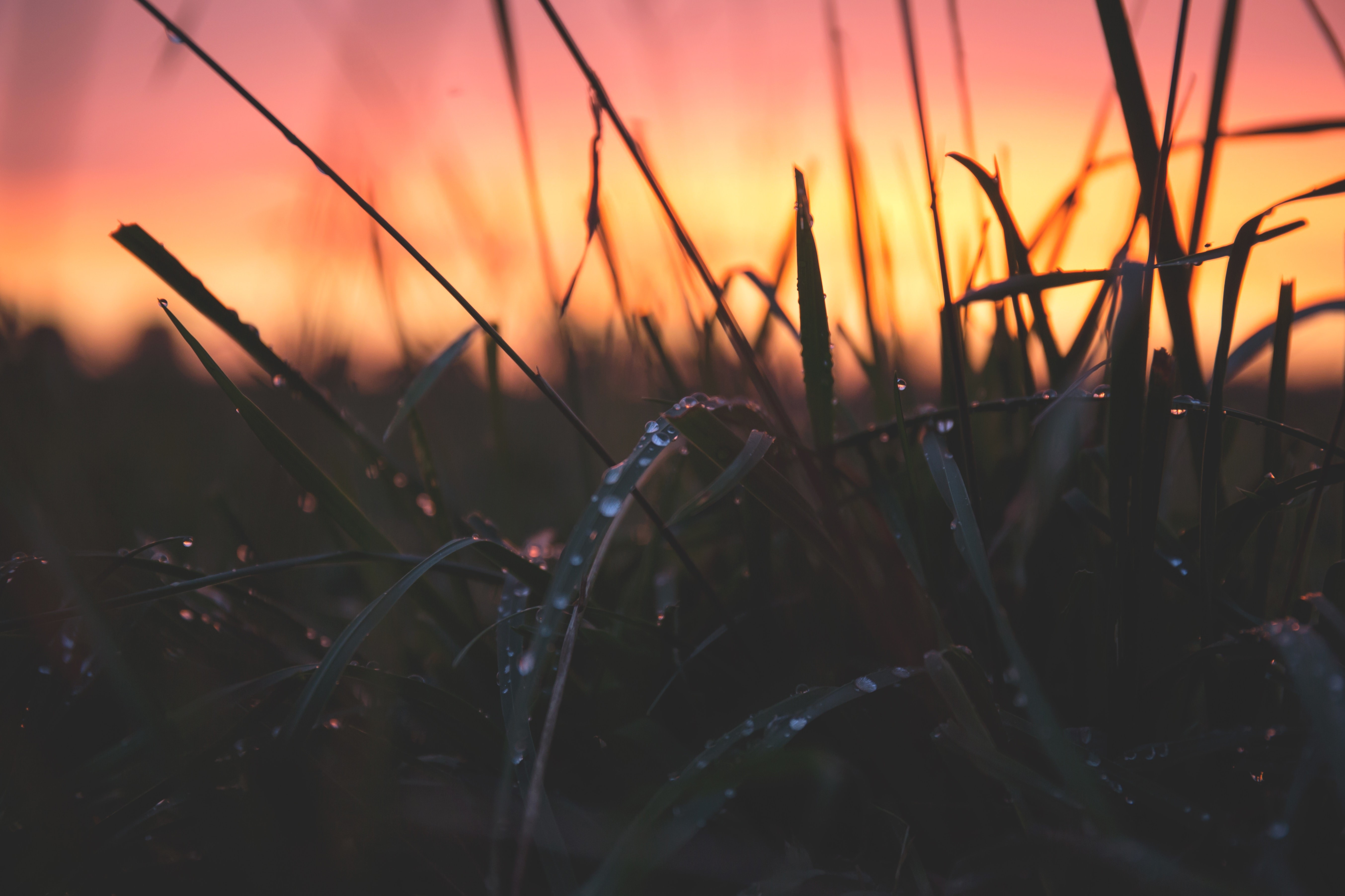 grass, depth of field, water drops, HD Wallpaper