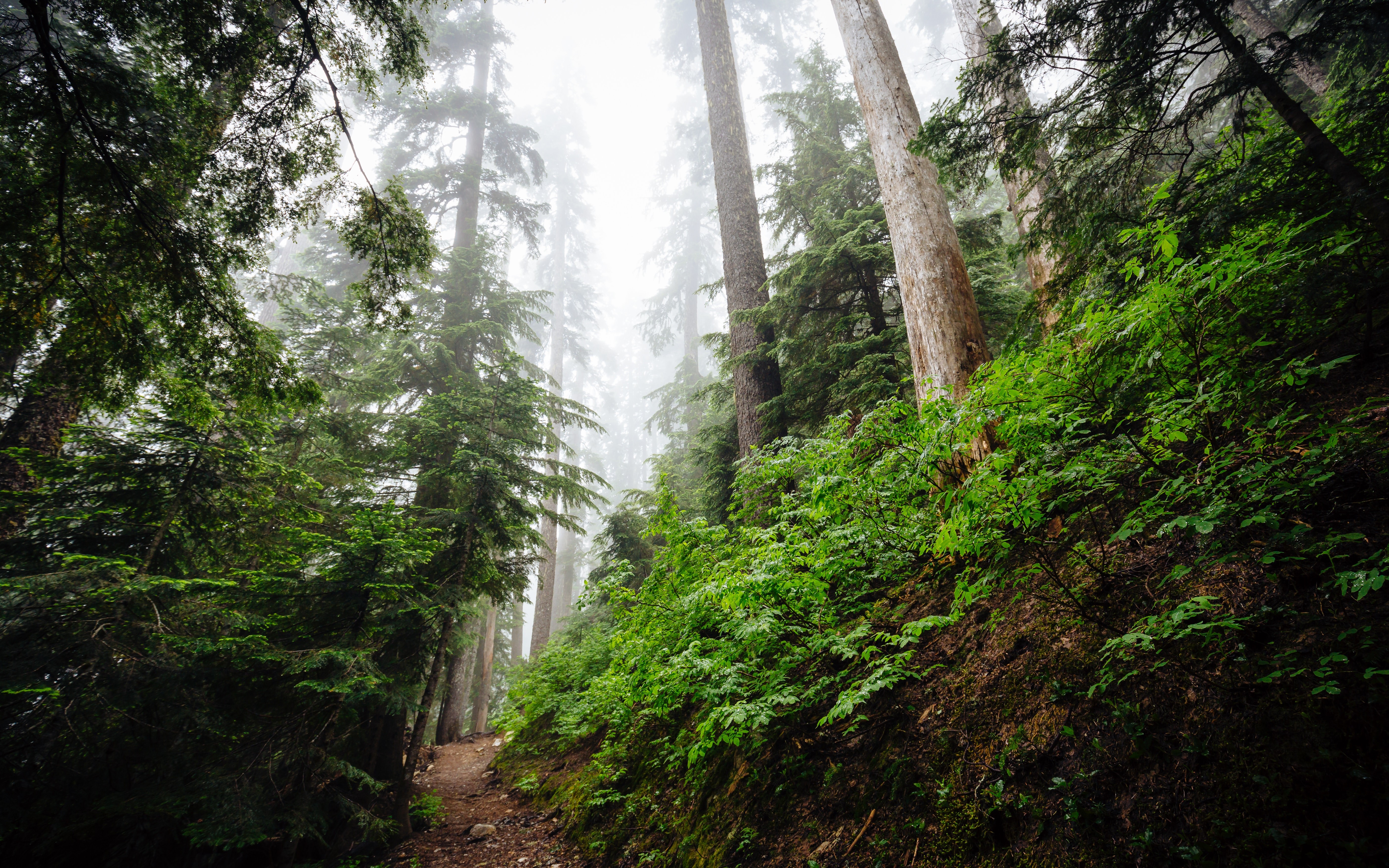 Snoqualmie Pass, USA, trees, landscape, HD Wallpaper