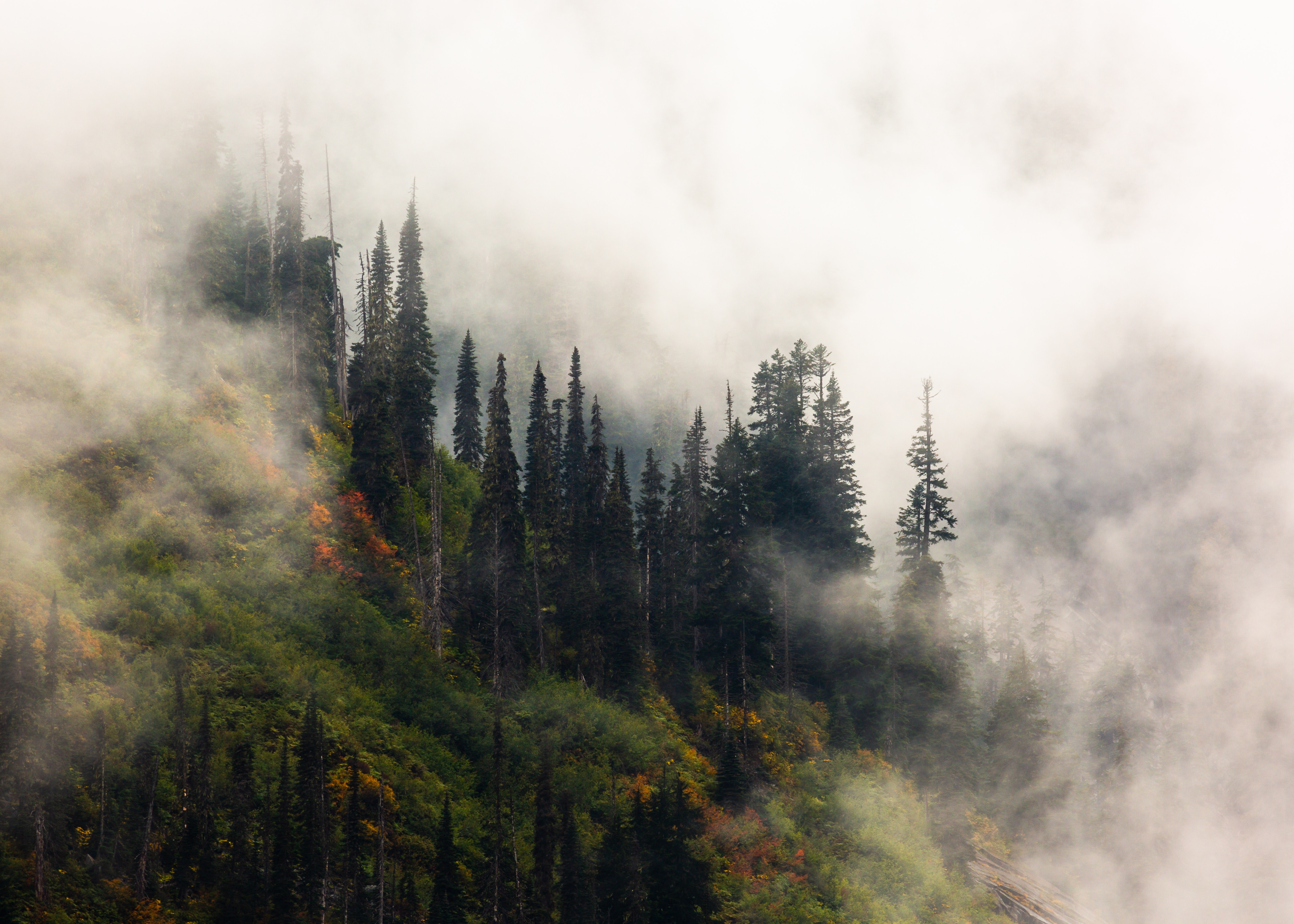 Snoqualmie Pass, USA, trees, landscape, HD Wallpaper