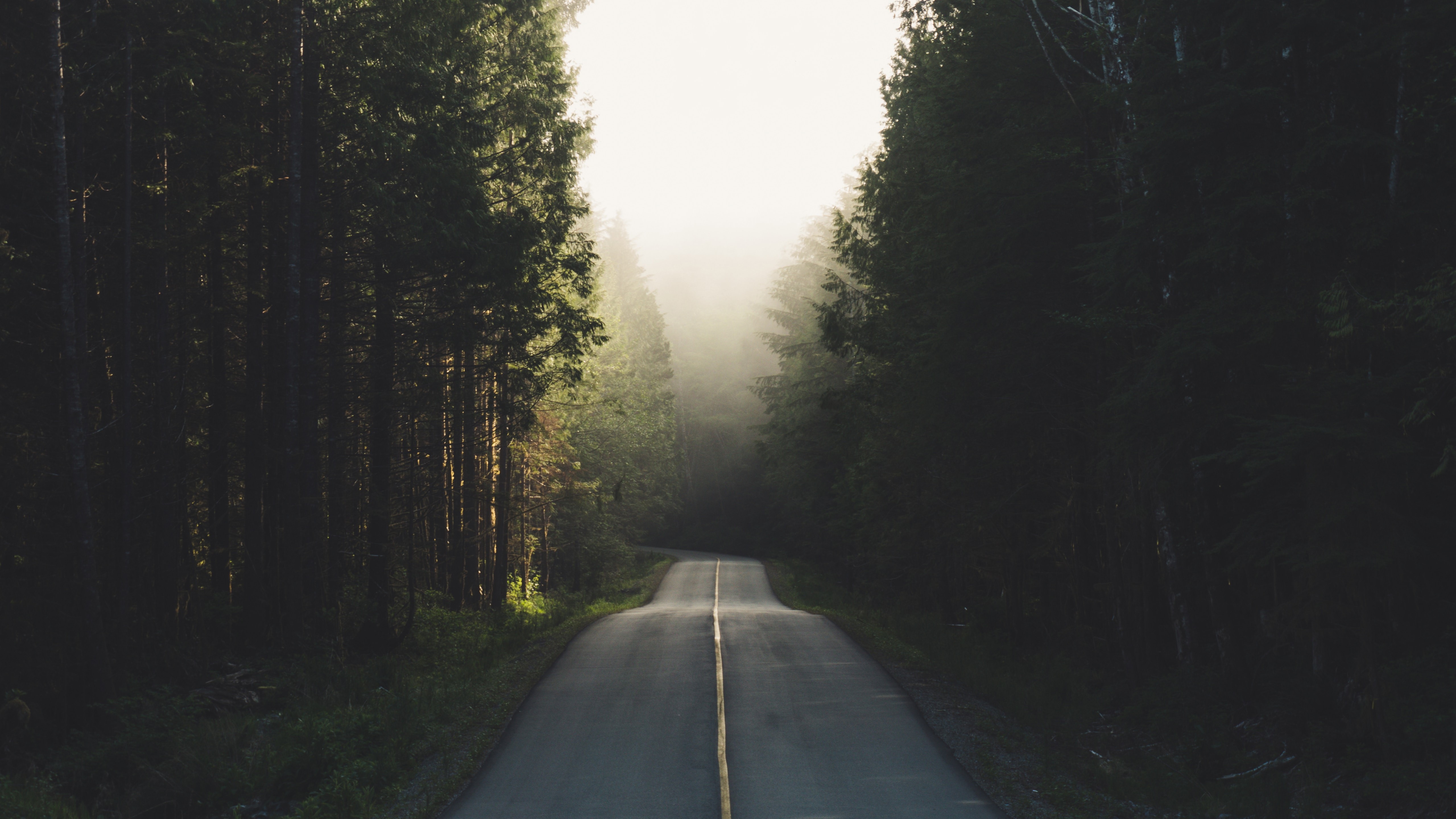 trees, Tofino, Canada, road, asphalt, HD Wallpaper