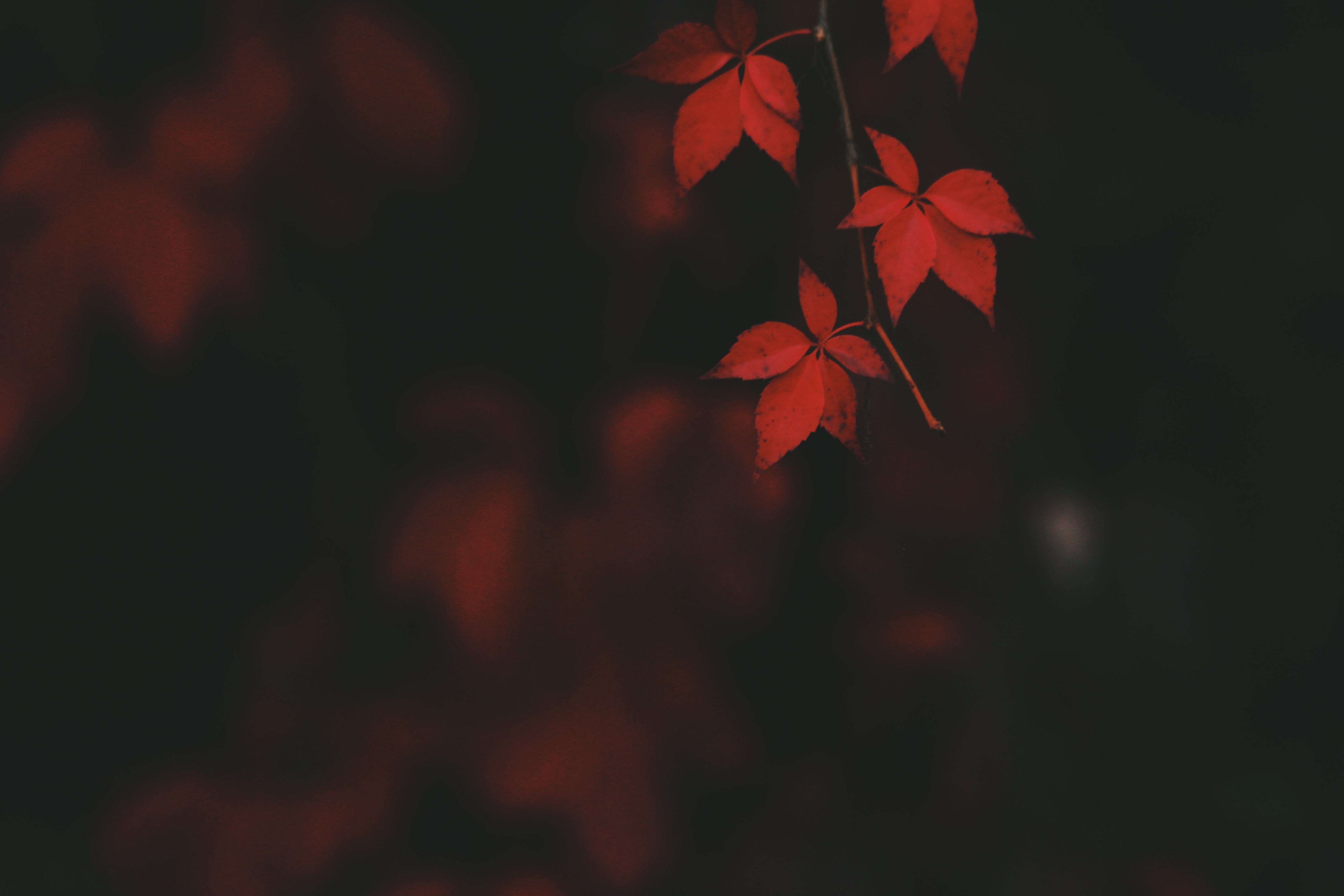 plants, depth of field, leaves, HD Wallpaper