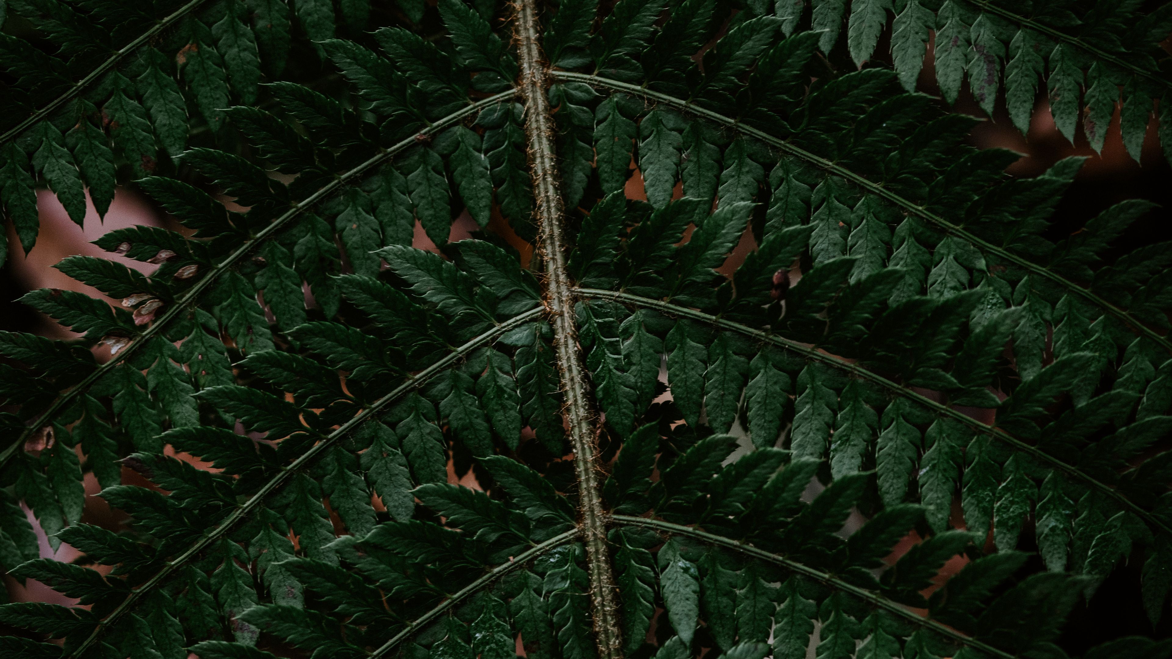 fern, leaf, green, carved, dark, 4k, HD Wallpaper