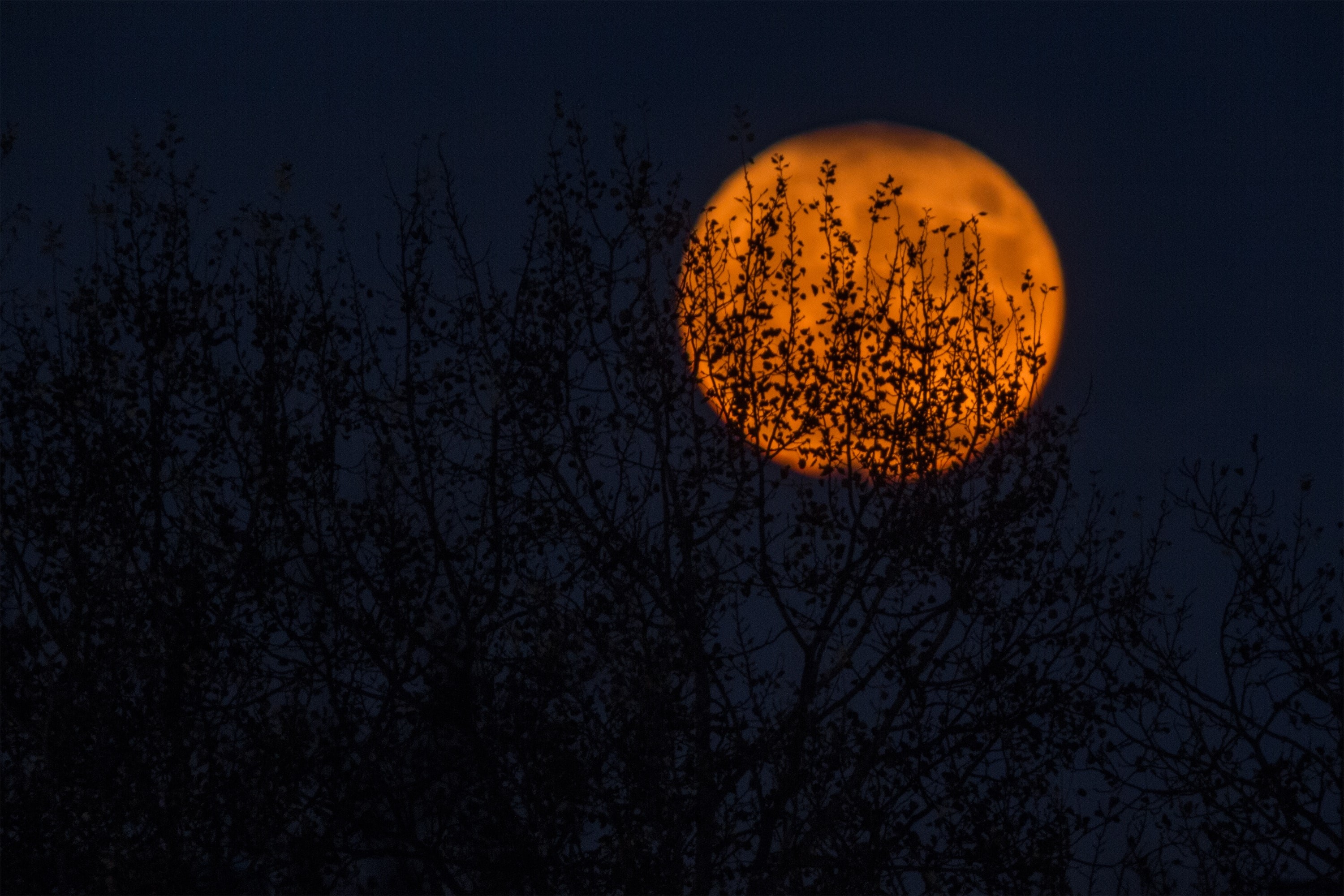 plants, silhouette, Moon, HD Wallpaper