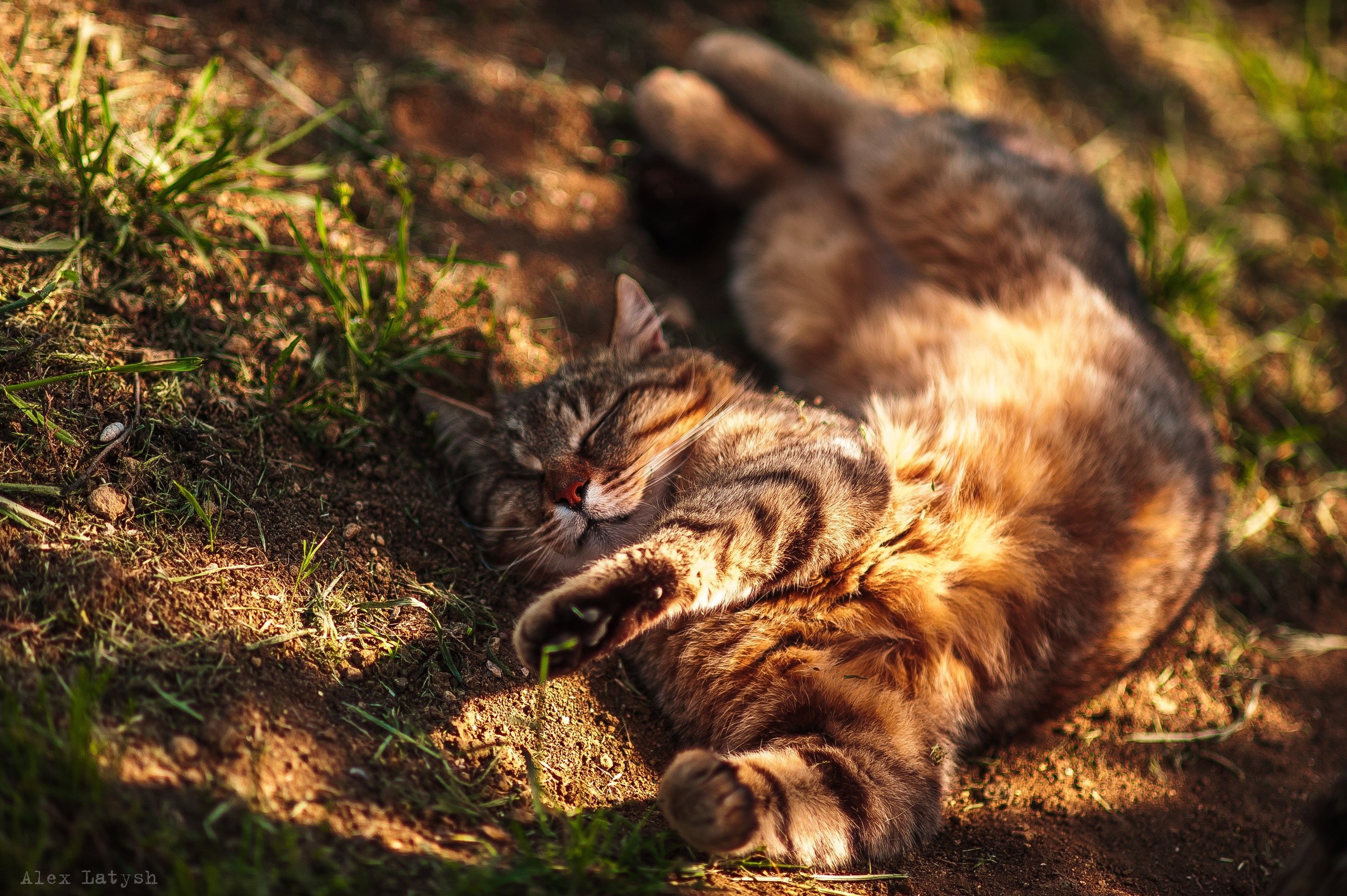 outdoors, cats, mammals, animals, Alex Latysh, HD Wallpaper
