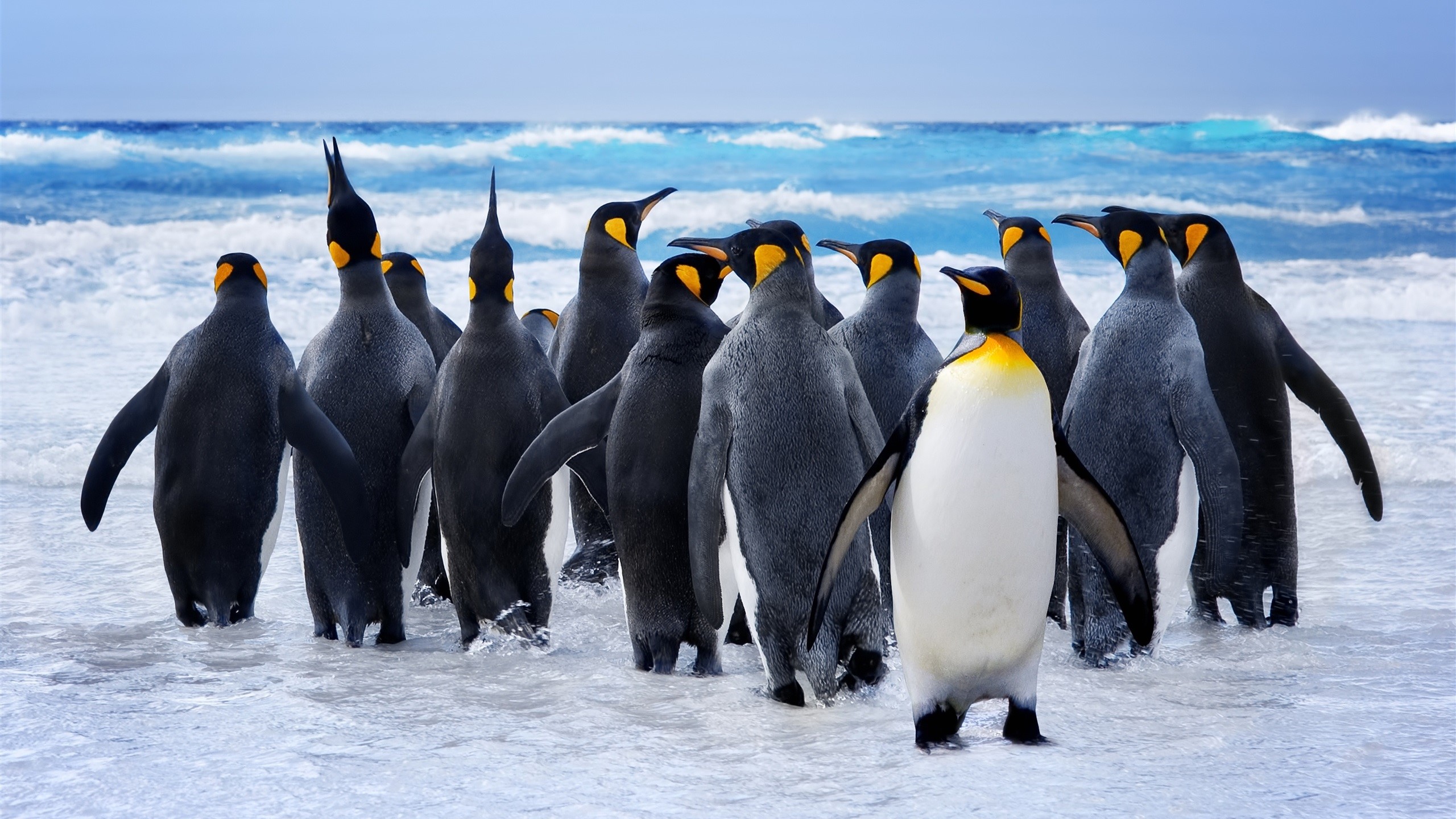 penguins, animals, waves, ocean view, water, sky, nature, photography, HD Wallpaper