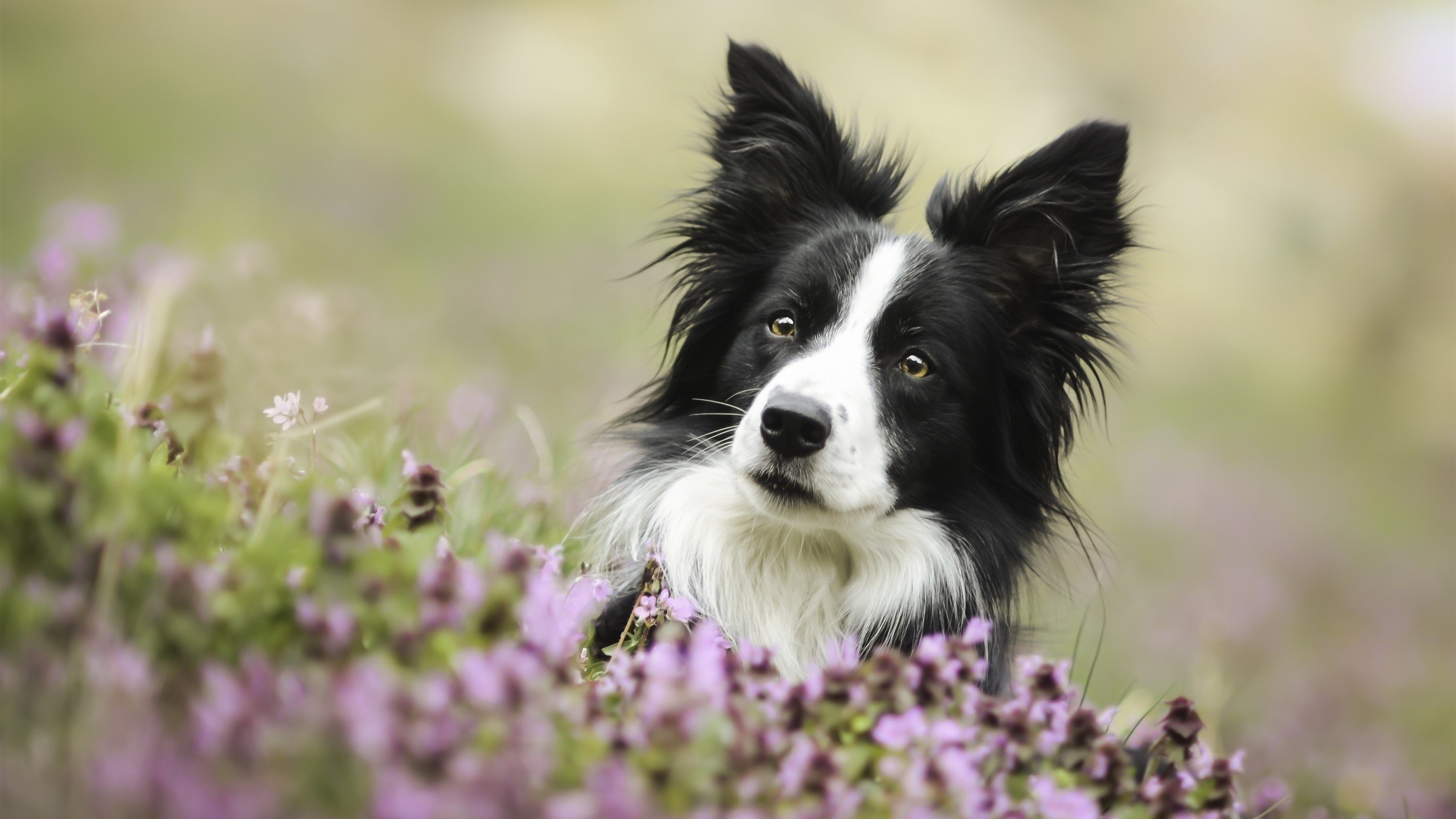 dog, animals, flowers, nature, plants, HD Wallpaper