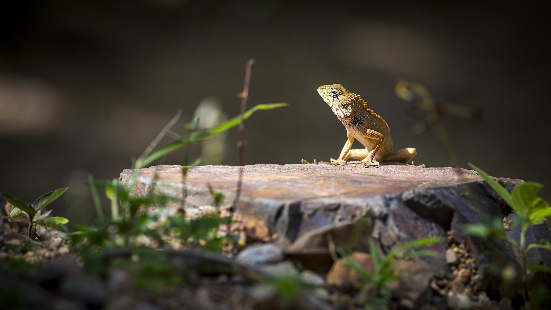 nature, animals, reptiles, HD Wallpaper