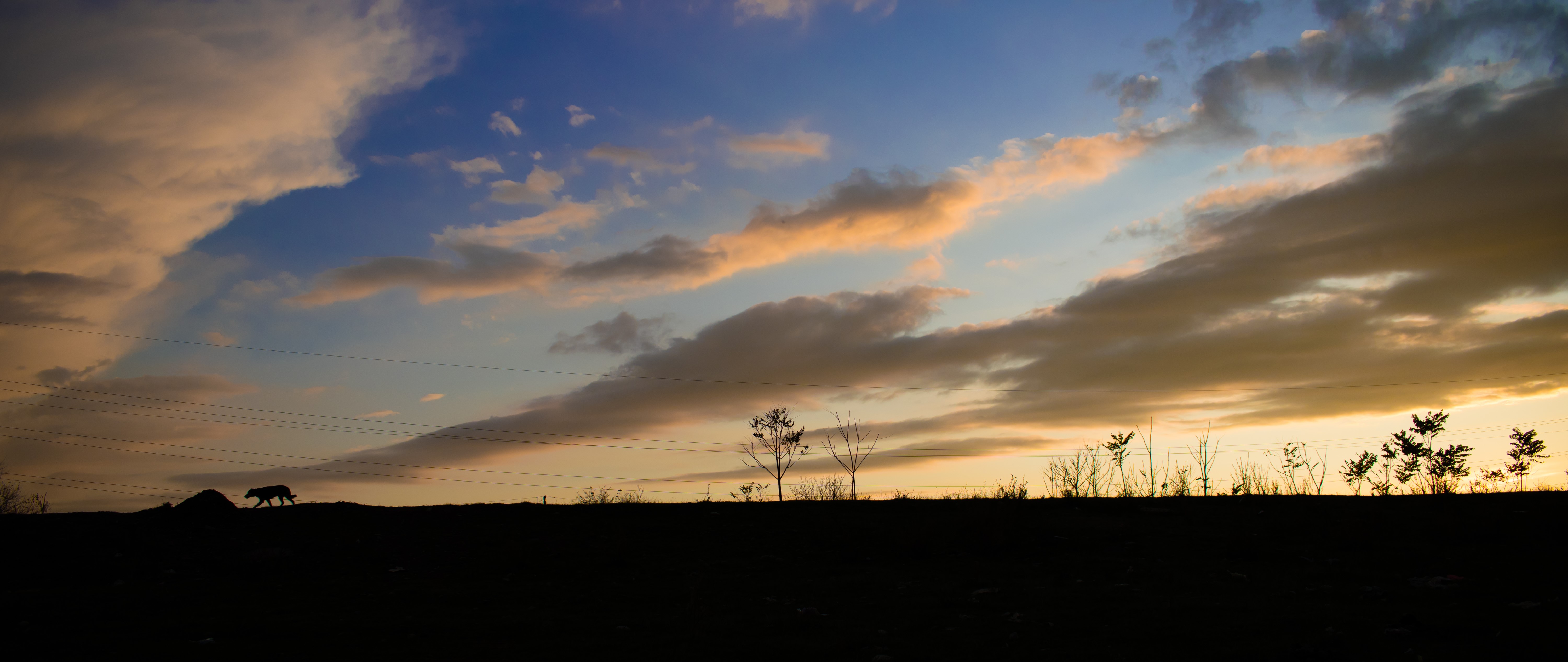 horizon, sky, dog, alone, landscape, HD Wallpaper