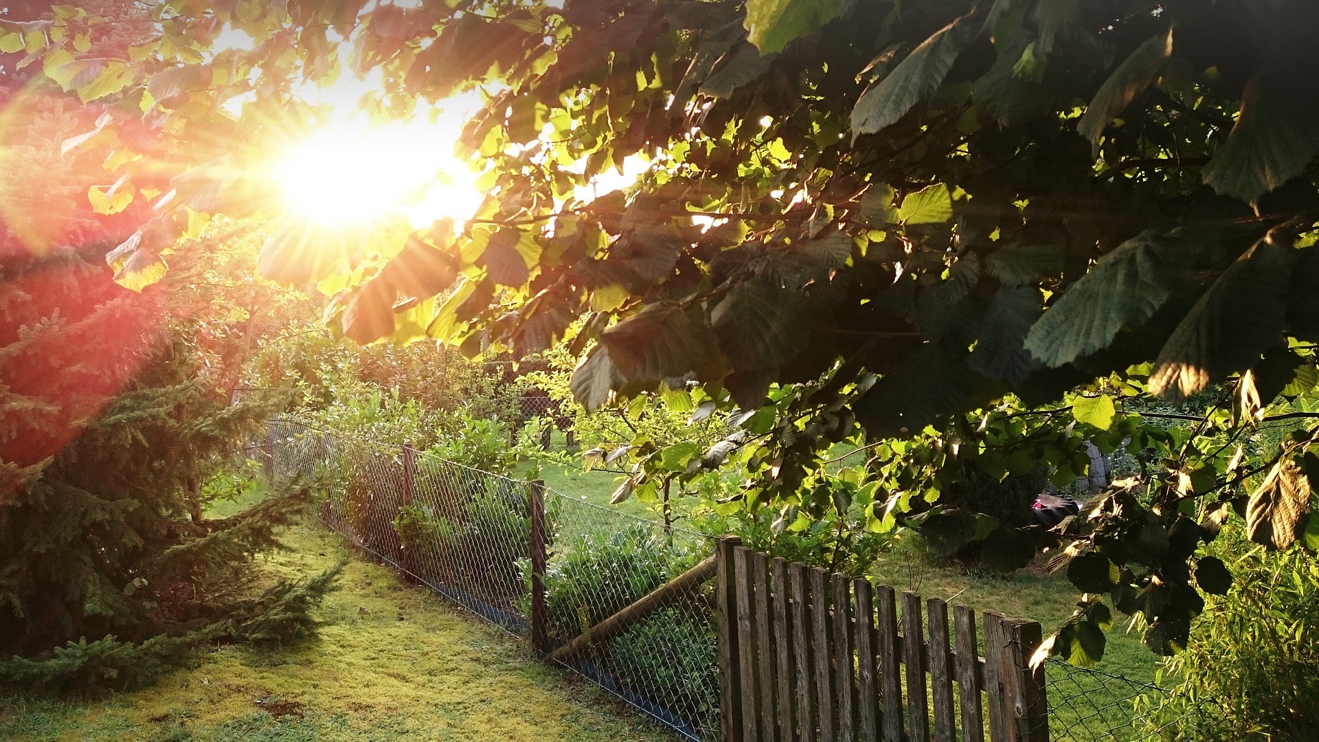 nature, leaves, fence, wood panels, Sun, sun rays, grass, garden, spruce, plants, HD Wallpaper