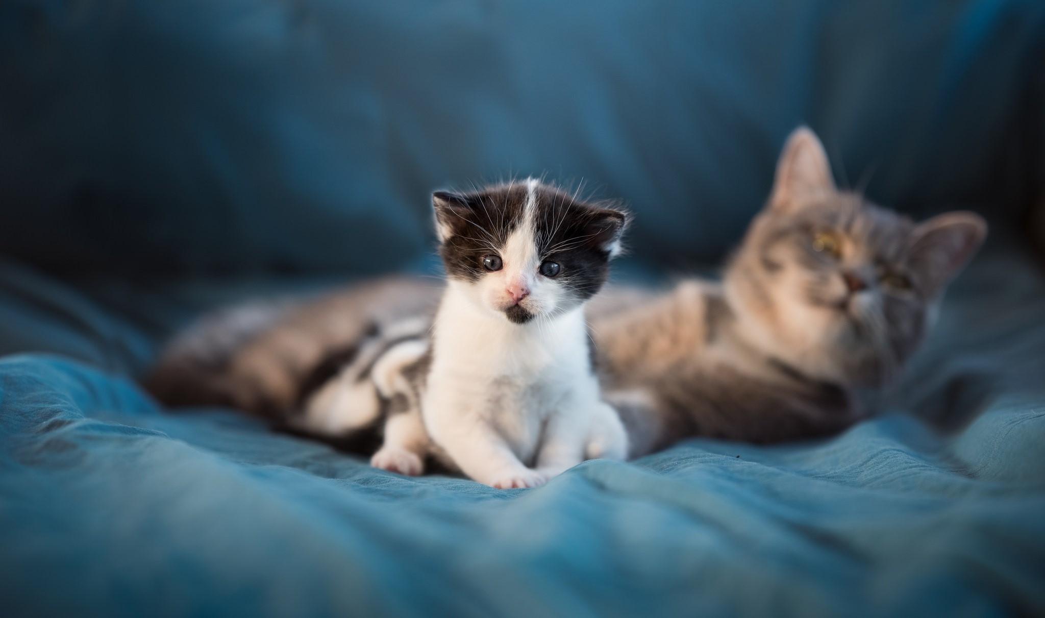 mammals, cats, animals, kittens, frontal view, HD Wallpaper